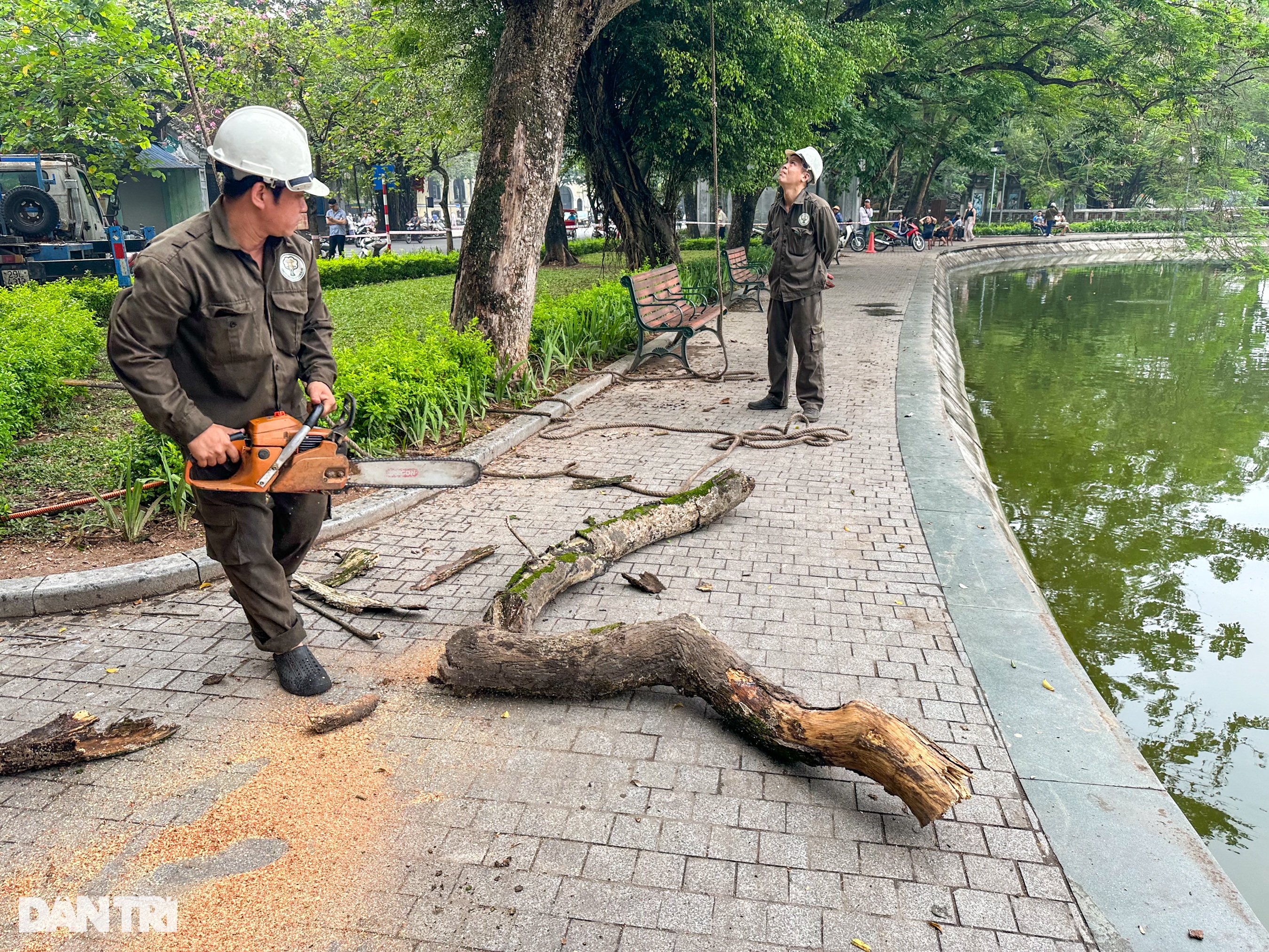 Cận cảnh chặt hạ cây sưa đỏ 100 tuổi bên bờ hồ Hoàn Kiếm - 6 Cận cảnh chặt hạ cây sưa đỏ 100 tuổi bên bờ hồ Hoàn Kiếm - 6