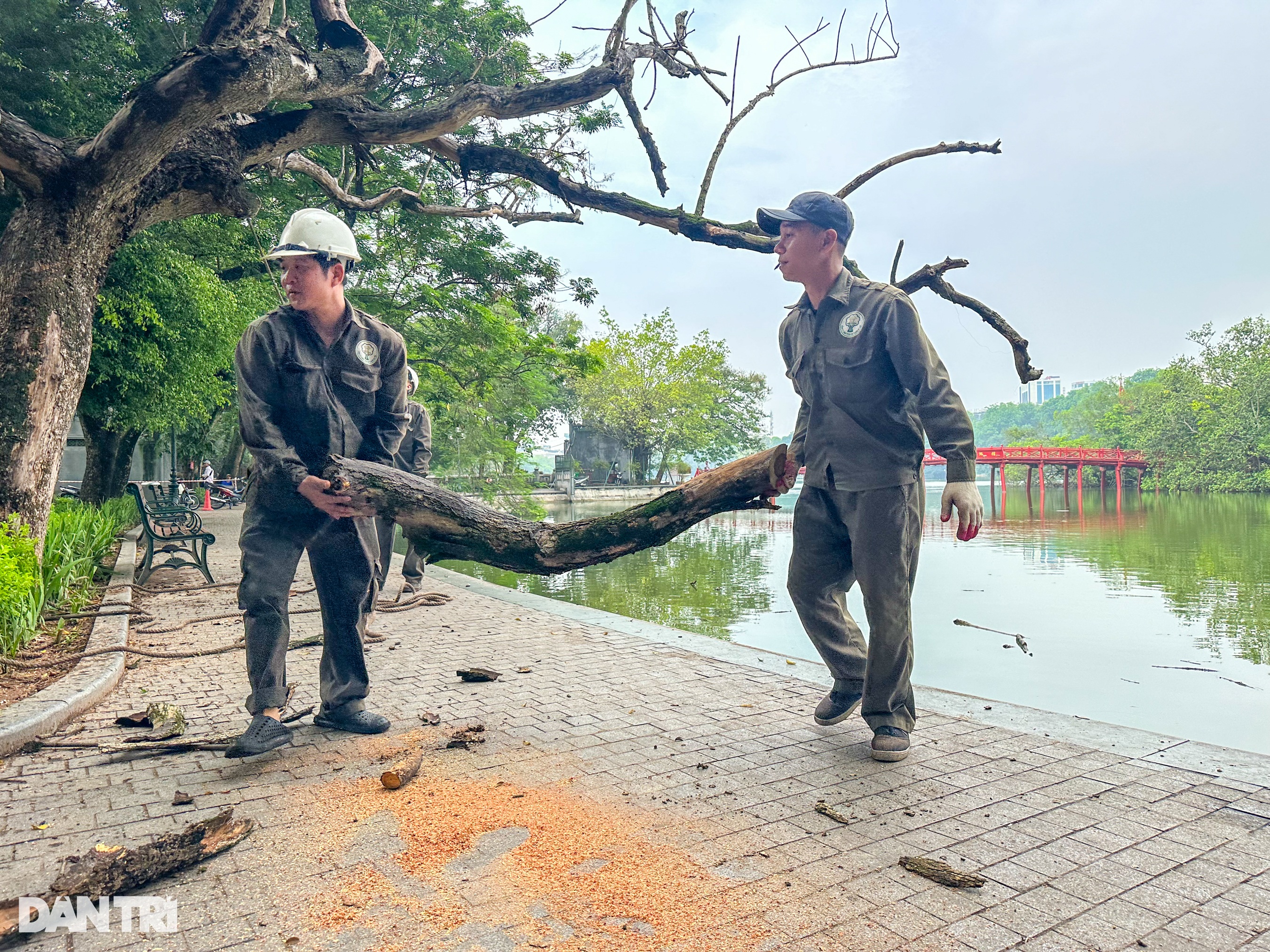 Cận cảnh chặt hạ cây sưa đỏ 100 tuổi bên bờ hồ Hoàn Kiếm - 7 Cận cảnh chặt hạ cây sưa đỏ 100 tuổi bên bờ hồ Hoàn Kiếm - 7