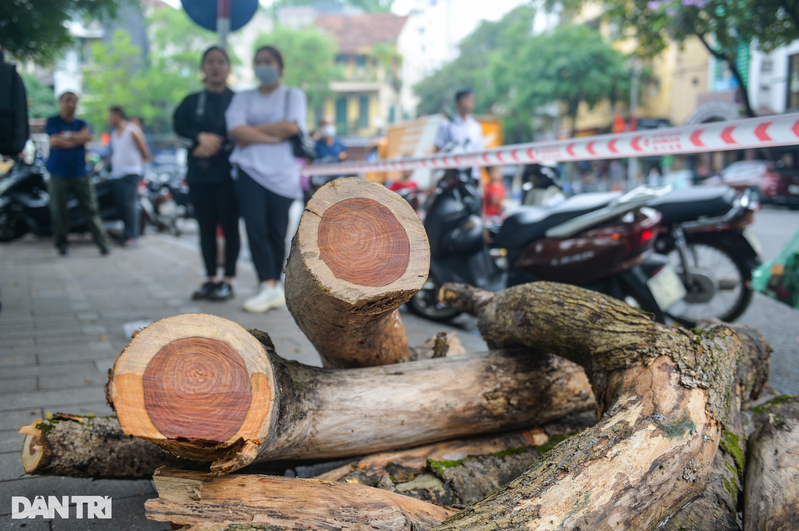 Cận cảnh chặt hạ cây sưa đỏ 100 tuổi bên bờ hồ Hoàn Kiếm - 9 Cận cảnh chặt hạ cây sưa đỏ 100 tuổi bên bờ hồ Hoàn Kiếm - 9