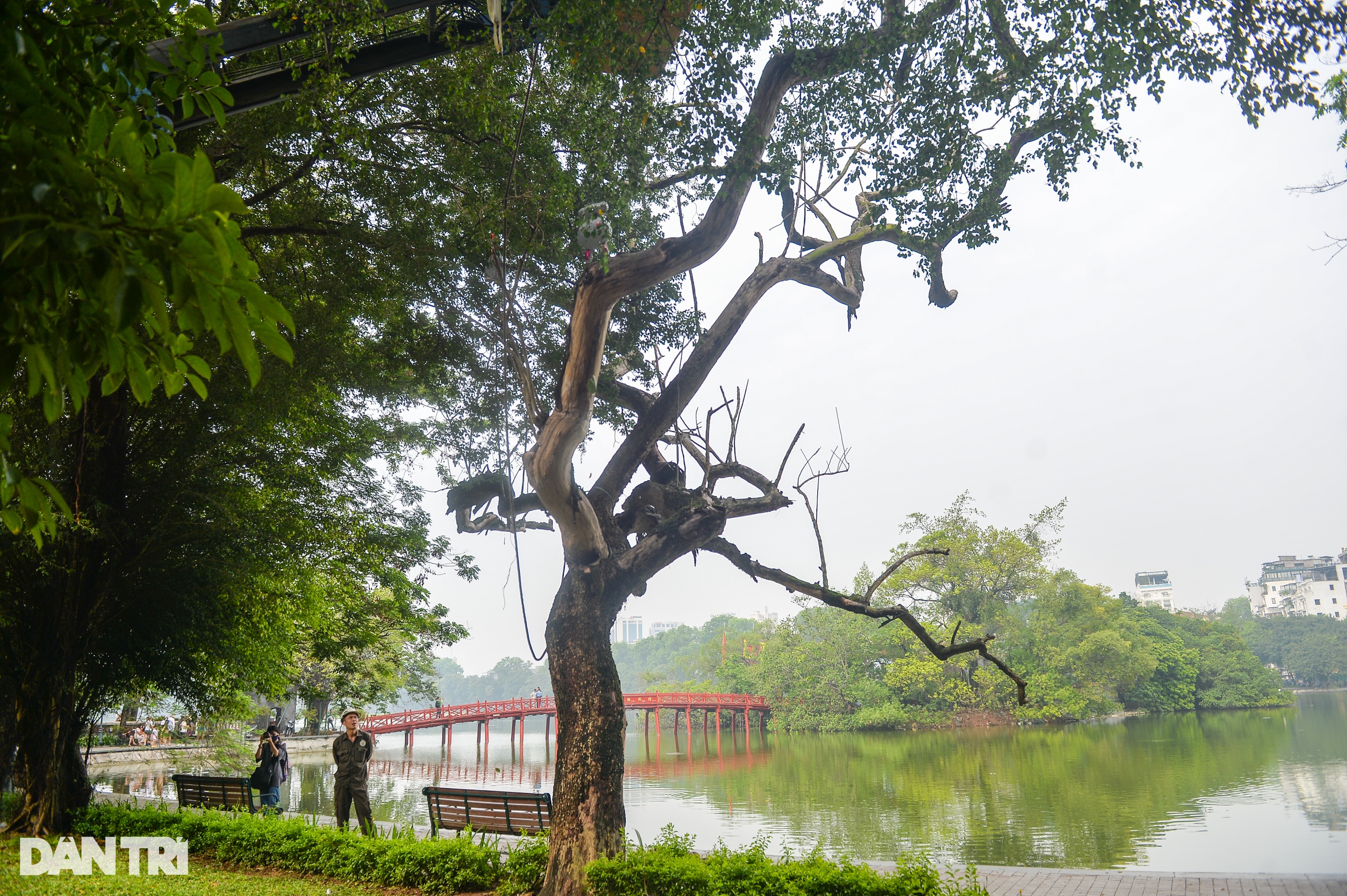 Cận cảnh chặt hạ cây sưa đỏ 100 tuổi bên bờ hồ Hoàn Kiếm - 1