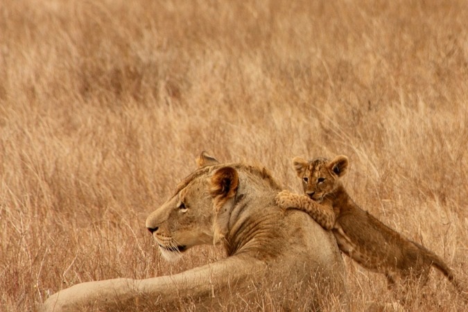 Có nhiều lý do để sư tử cái giết chết chính đứa con của mình, nhưng điều này không thường xuyên xảy ra (Ảnh: AFG).