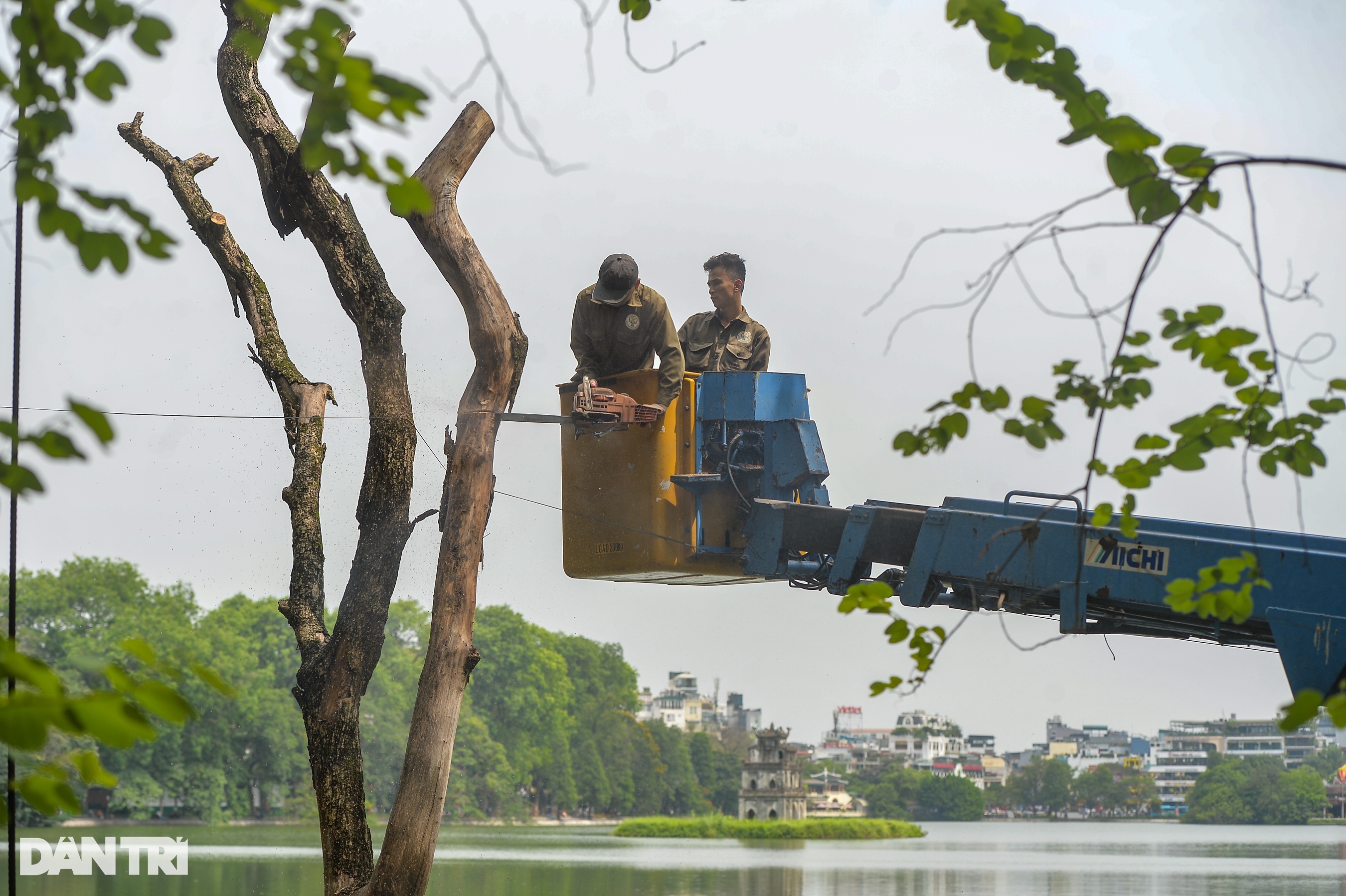 Tiếp tục chặt hạ 2 cây sưa đỏ 50 tuổi chết khô bên bờ hồ Hoàn Kiếm - 3
