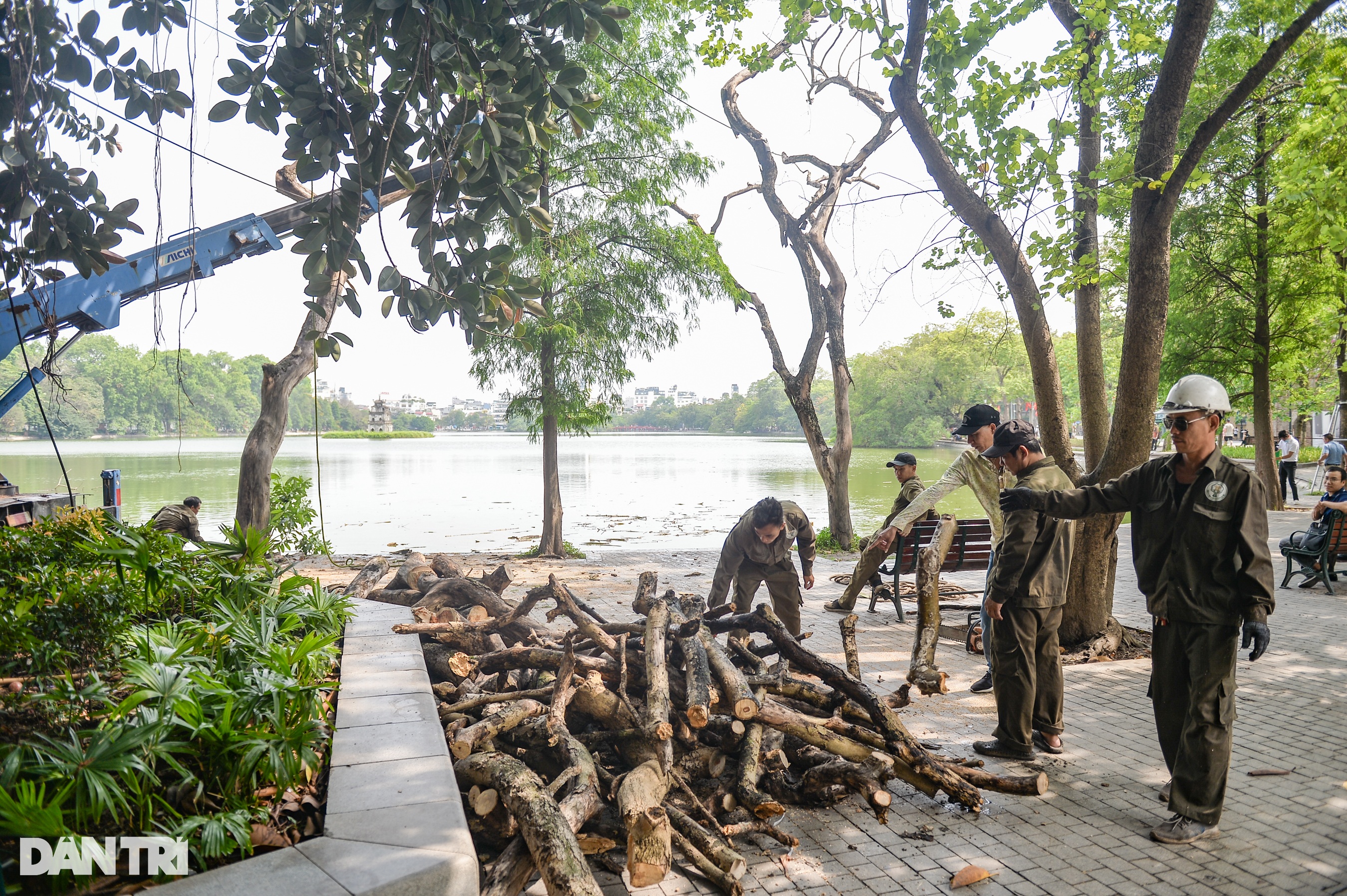 Tiếp tục chặt hạ 2 cây sưa đỏ 50 tuổi chết khô bên bờ hồ Hoàn Kiếm - 1