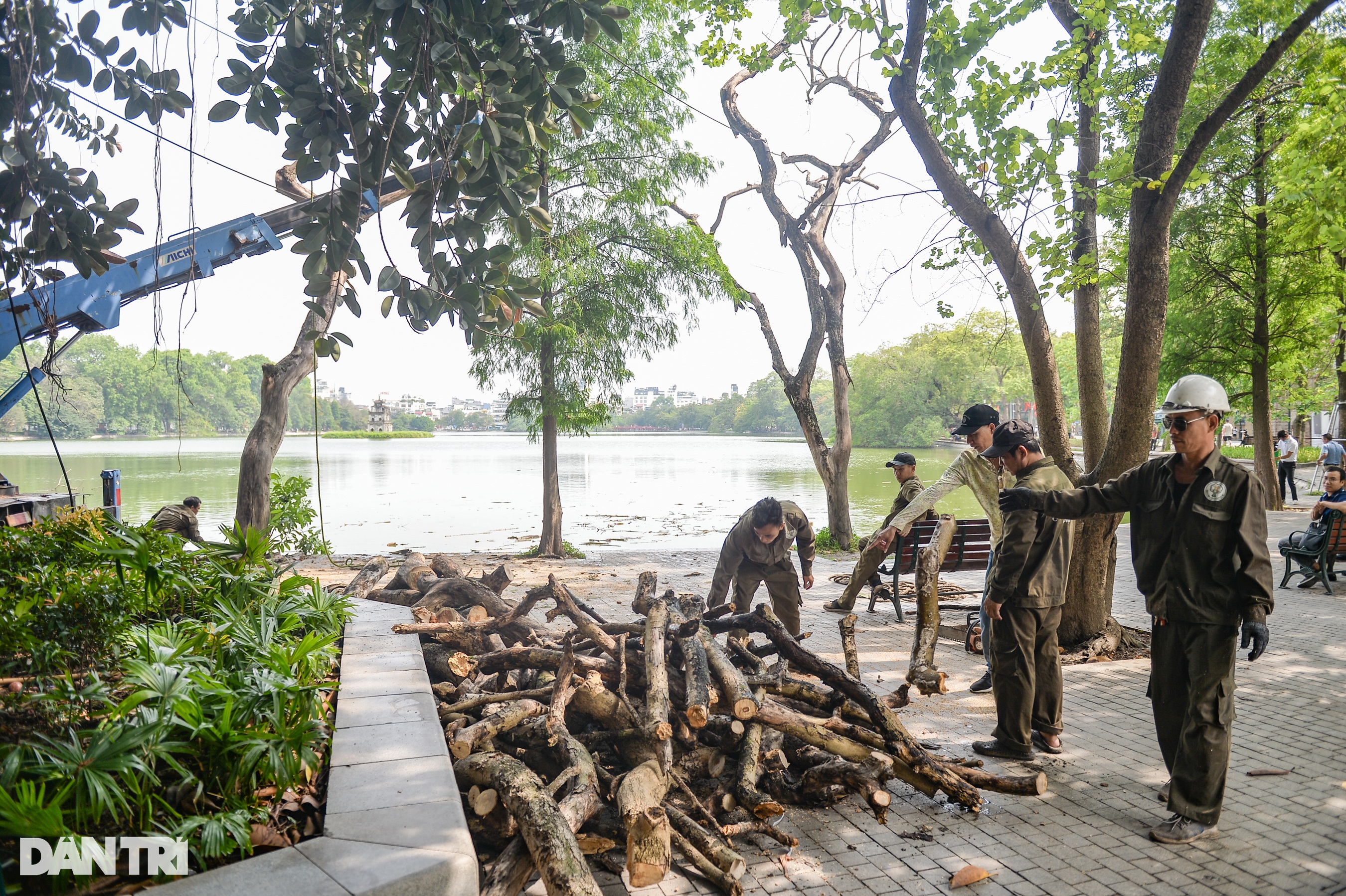 Tiếp tục chặt hạ 2 cây sưa đỏ 50 tuổi chết khô bên bờ hồ Hoàn Kiếm - 1 Tiếp tục chặt hạ 2 cây sưa đỏ 50 tuổi chết khô bên bờ hồ Hoàn Kiếm - 1