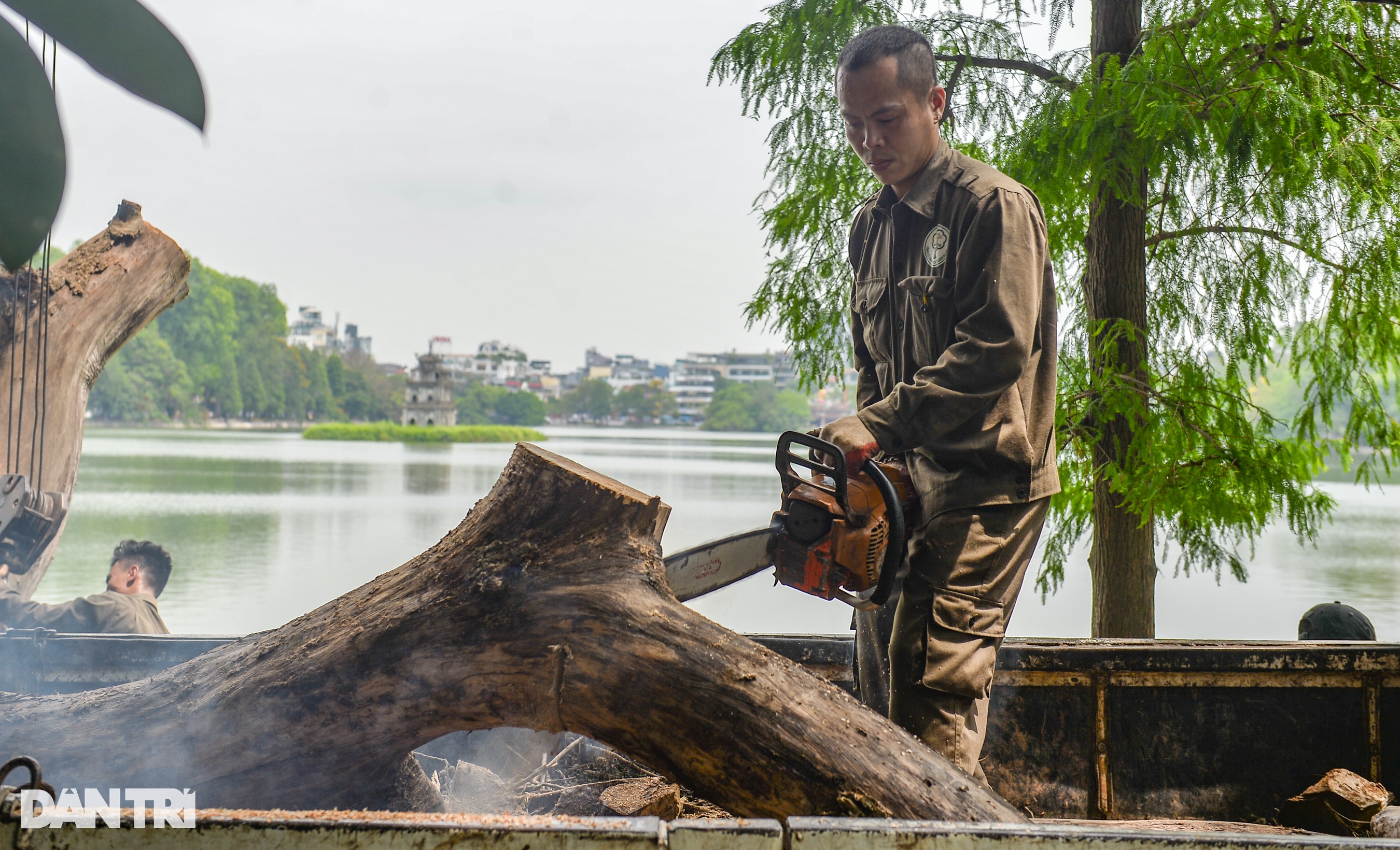 Tiếp tục chặt hạ 2 cây sưa đỏ 50 tuổi chết khô bên bờ hồ Hoàn Kiếm - 5