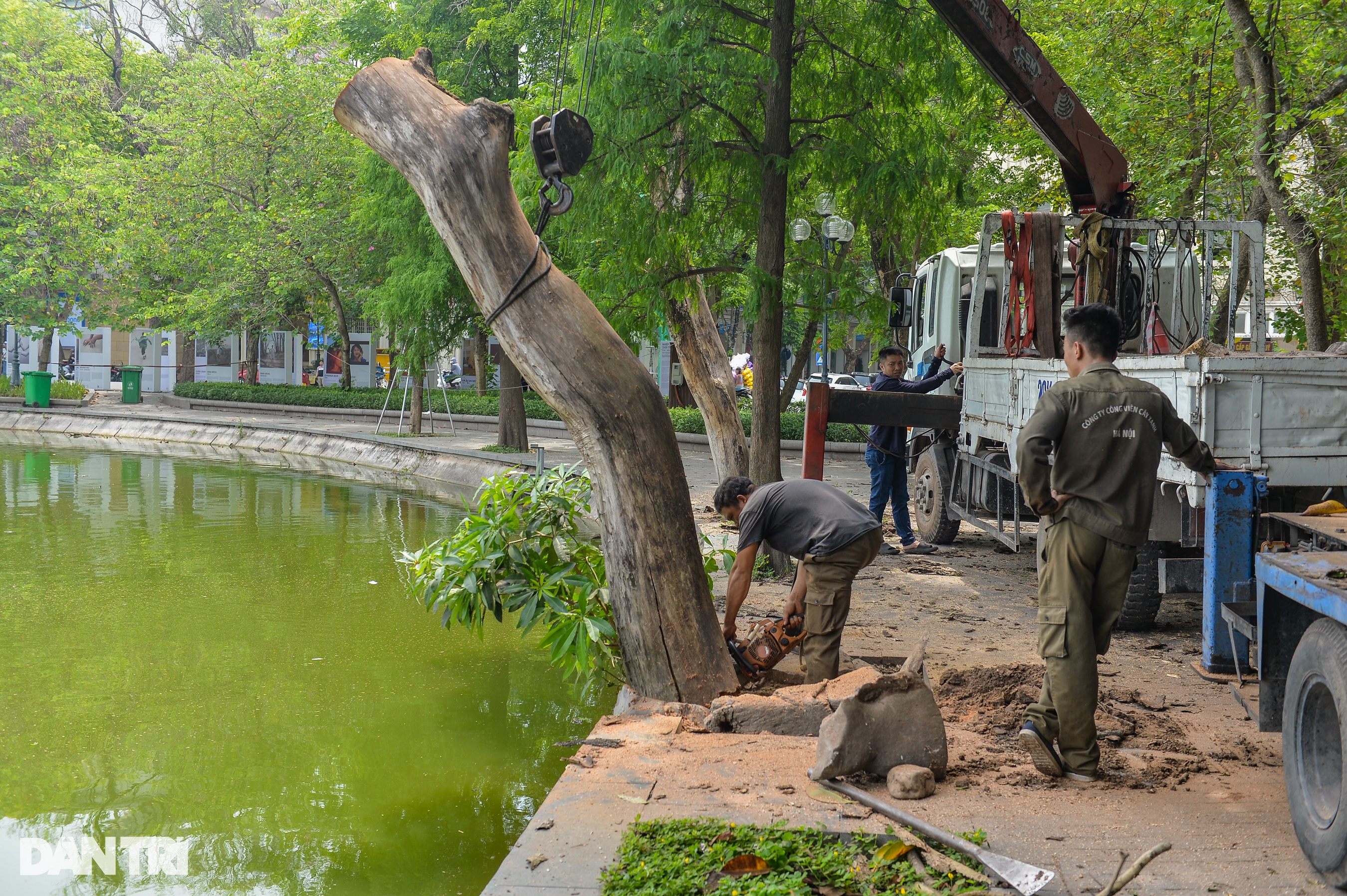 Tiếp tục chặt hạ 2 cây sưa đỏ 50 tuổi chết khô bên bờ hồ Hoàn Kiếm - 6