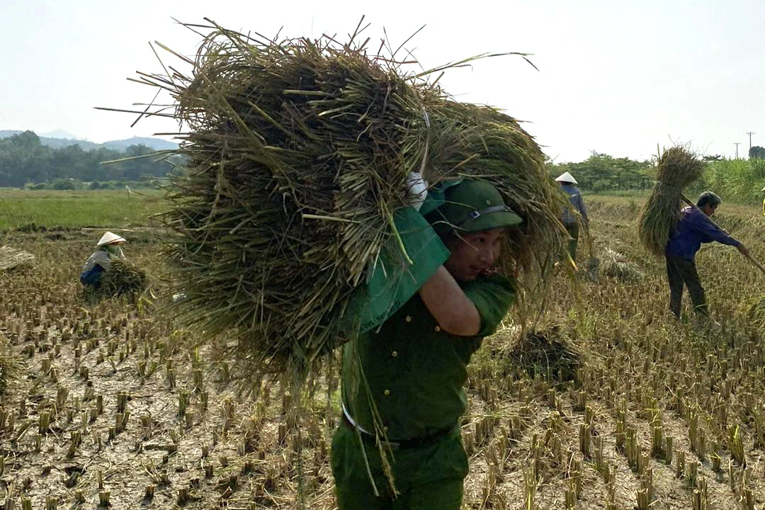 Công an lội ruộng gặt lúa giúp dân - 3