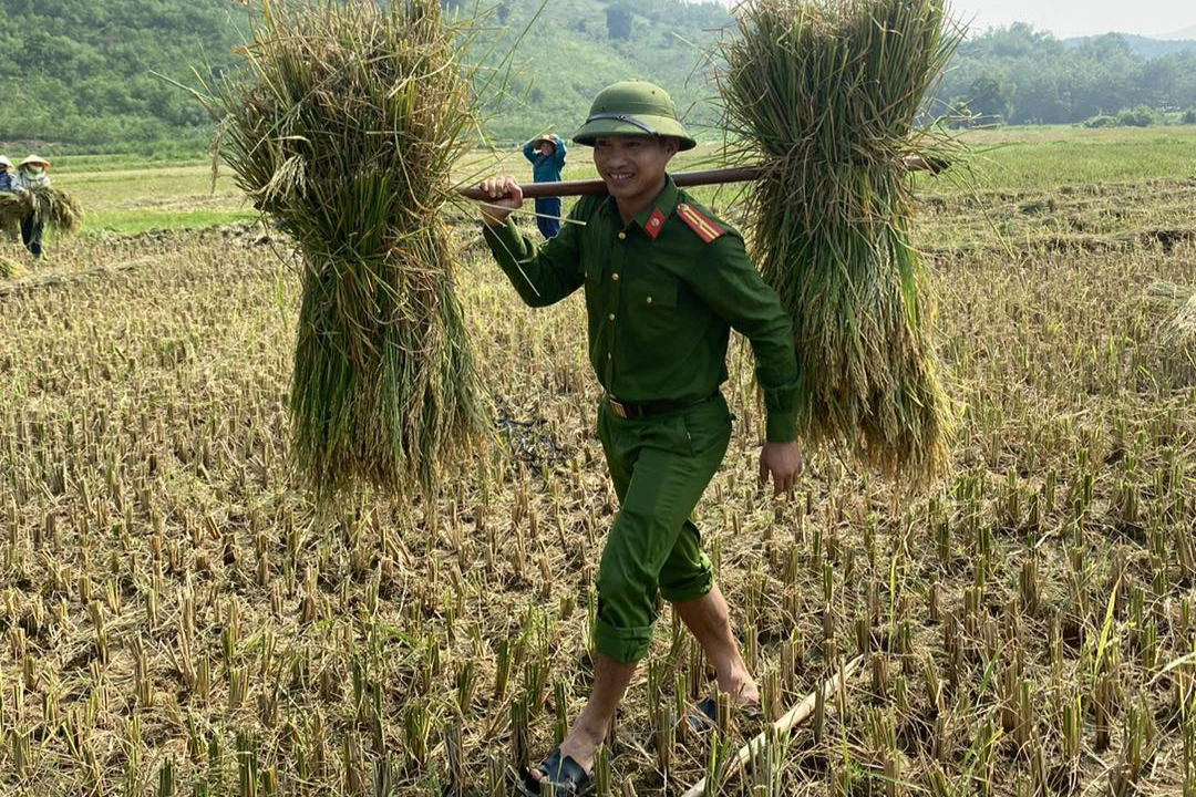 Công an lội ruộng gặt lúa giúp dân - 2