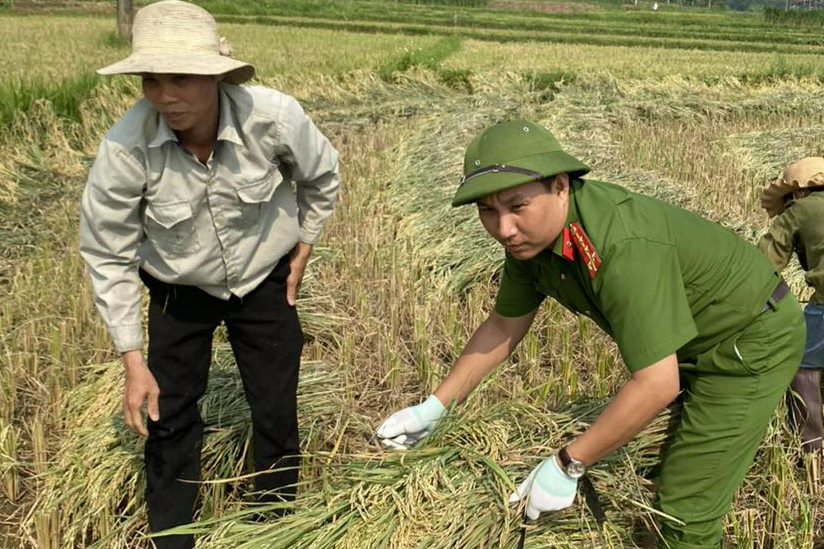 Công an lội ruộng gặt lúa giúp dân - 1