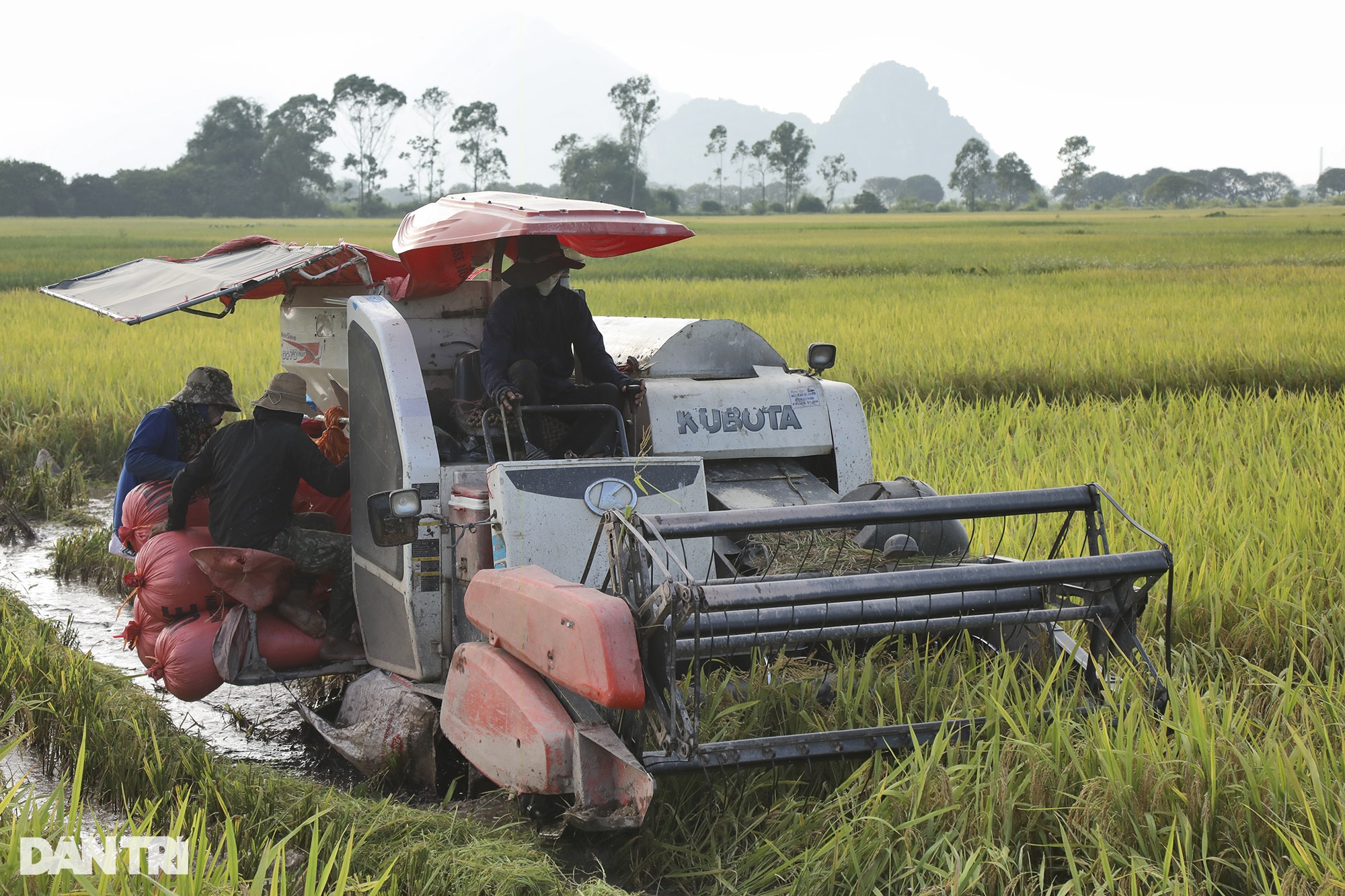 Bức tranh quê tuyệt đẹp vào mùa gặt ở ngoại thành Hà Nội - 6