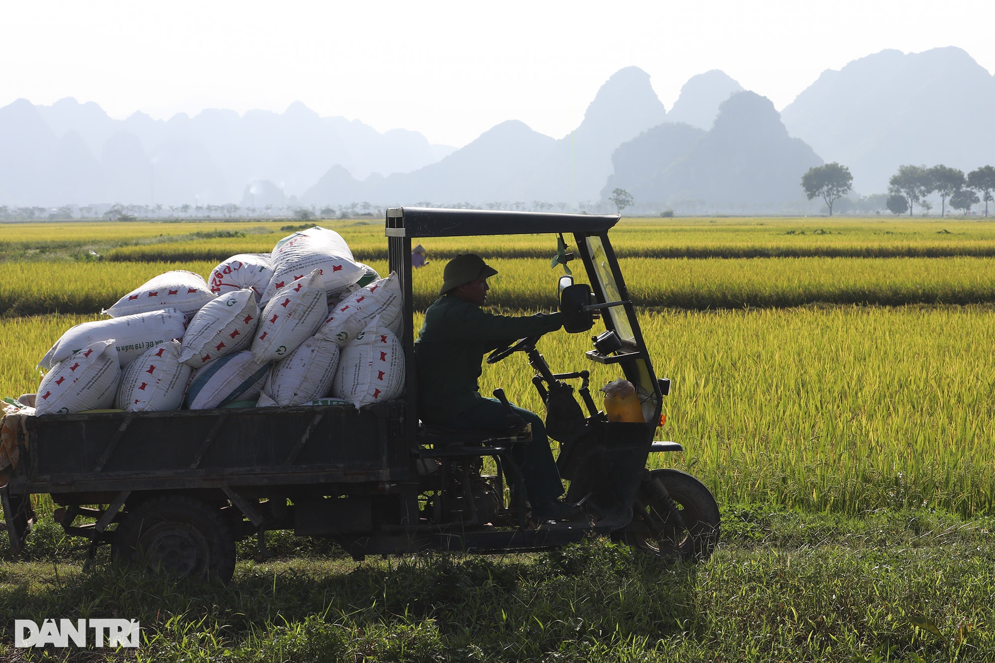 Bức tranh quê tuyệt đẹp vào mùa gặt ở ngoại thành Hà Nội - 8