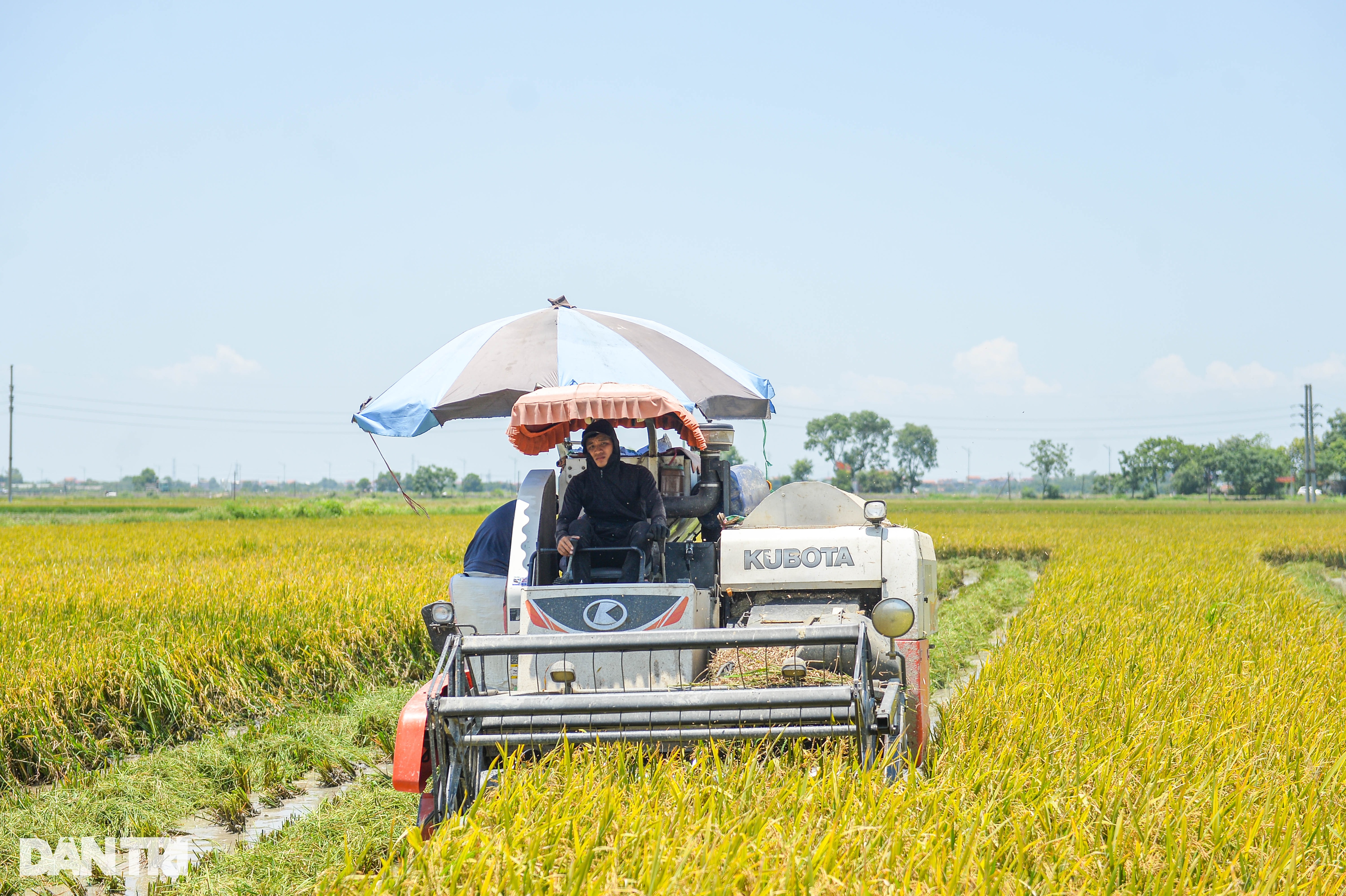 Hà Nội: Đội nắng gặt lúa thông trưa, chủ máy đút túi 5 triệu mỗi ngày - 3