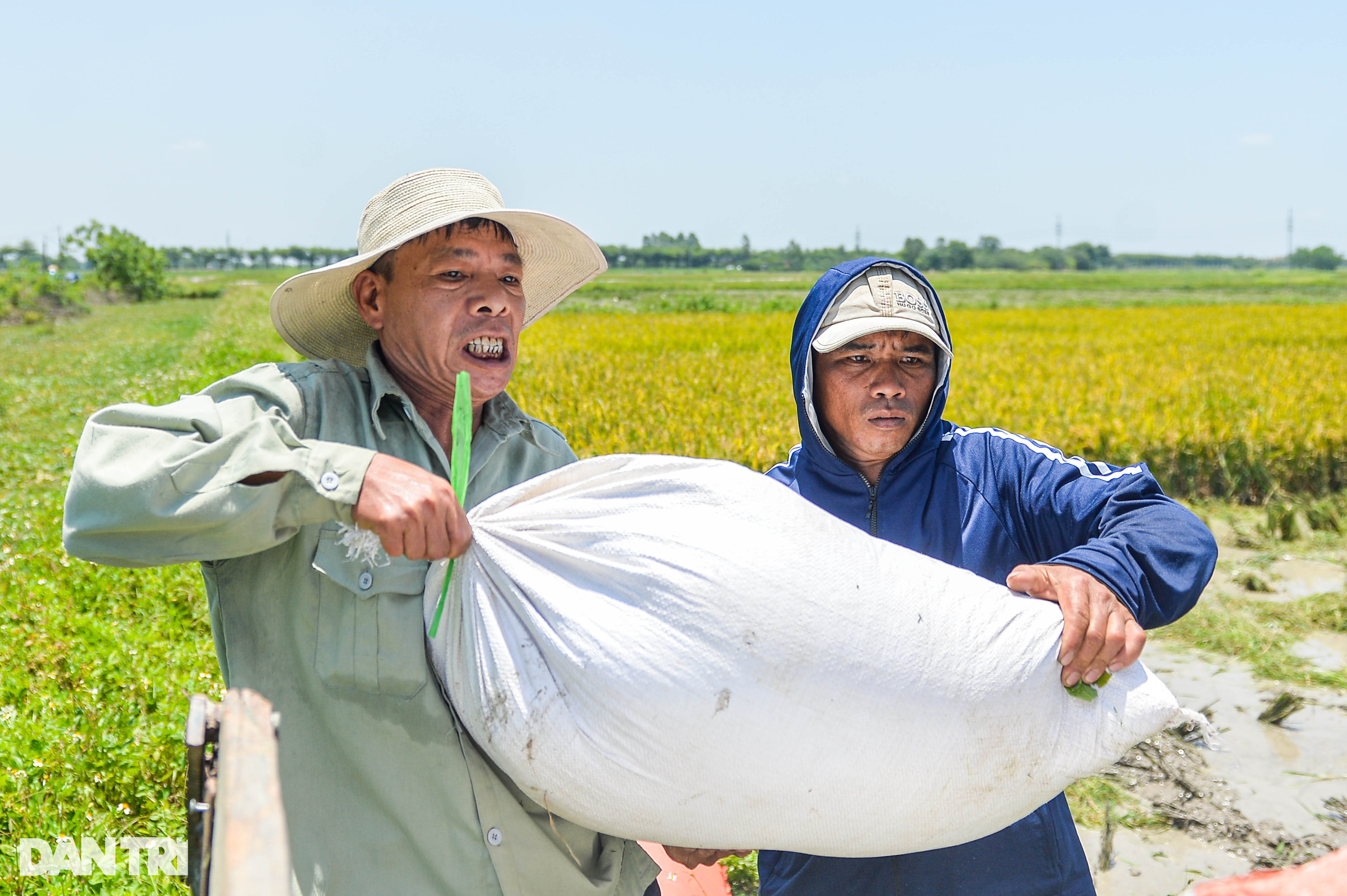 Hà Nội: Đội nắng gặt lúa thông trưa, chủ máy đút túi 5 triệu mỗi ngày - 10