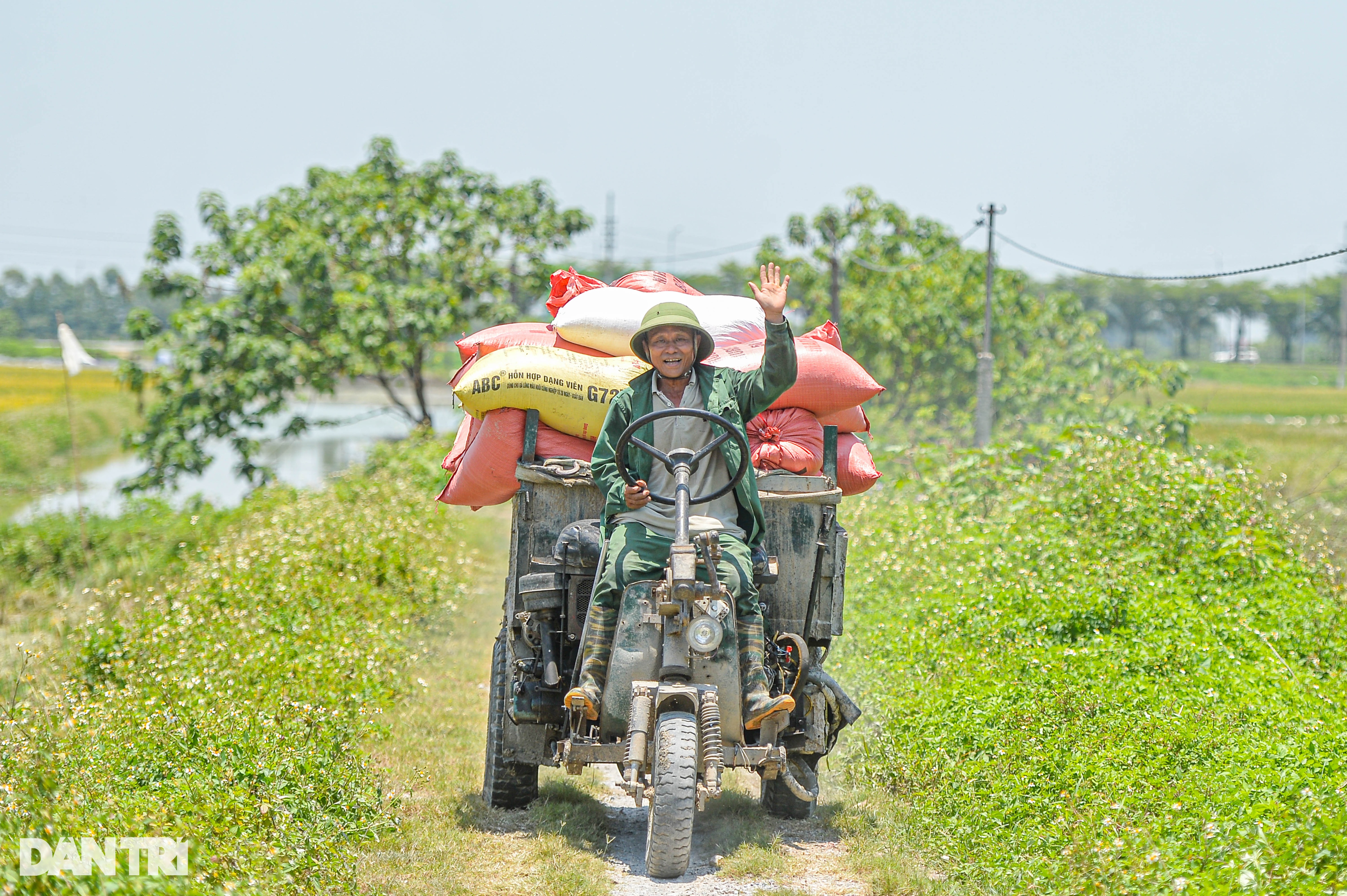 Hà Nội: Đội nắng gặt lúa thông trưa, chủ máy đút túi 5 triệu mỗi ngày - 8