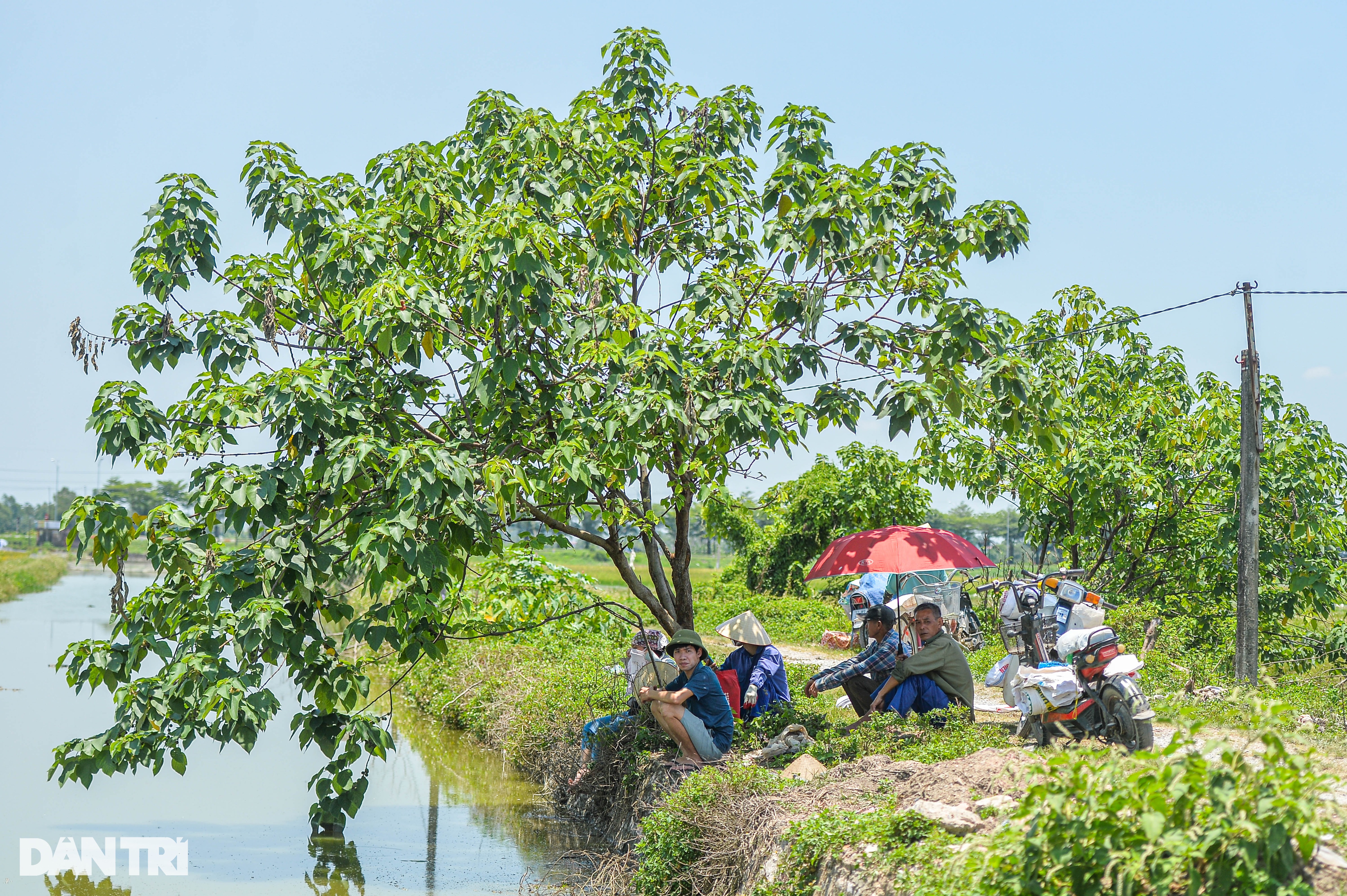 Hà Nội: Đội nắng gặt lúa thông trưa, chủ máy đút túi 5 triệu mỗi ngày - 7