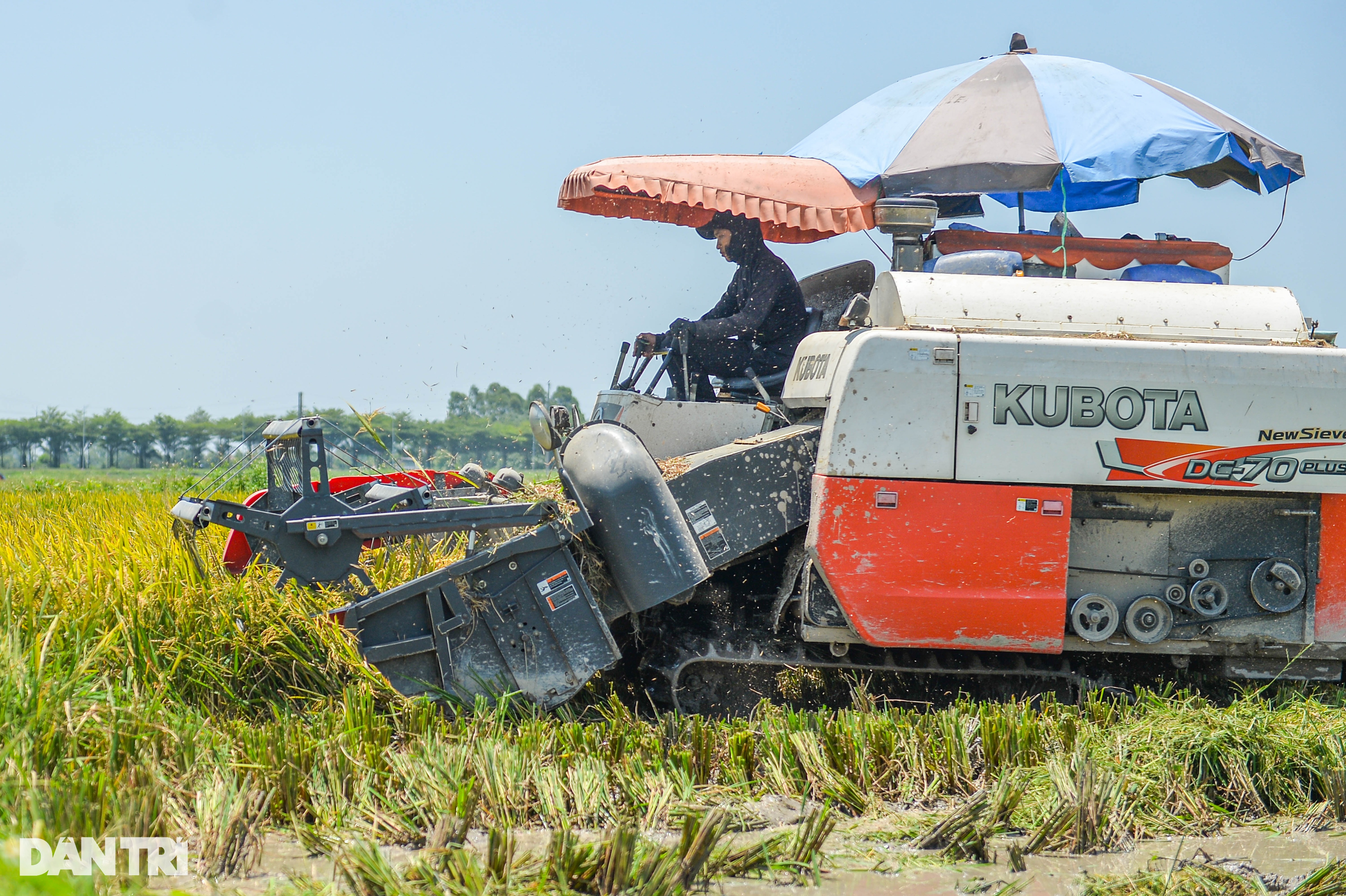 Hà Nội: Đội nắng gặt lúa thông trưa, chủ máy đút túi 5 triệu mỗi ngày - 5