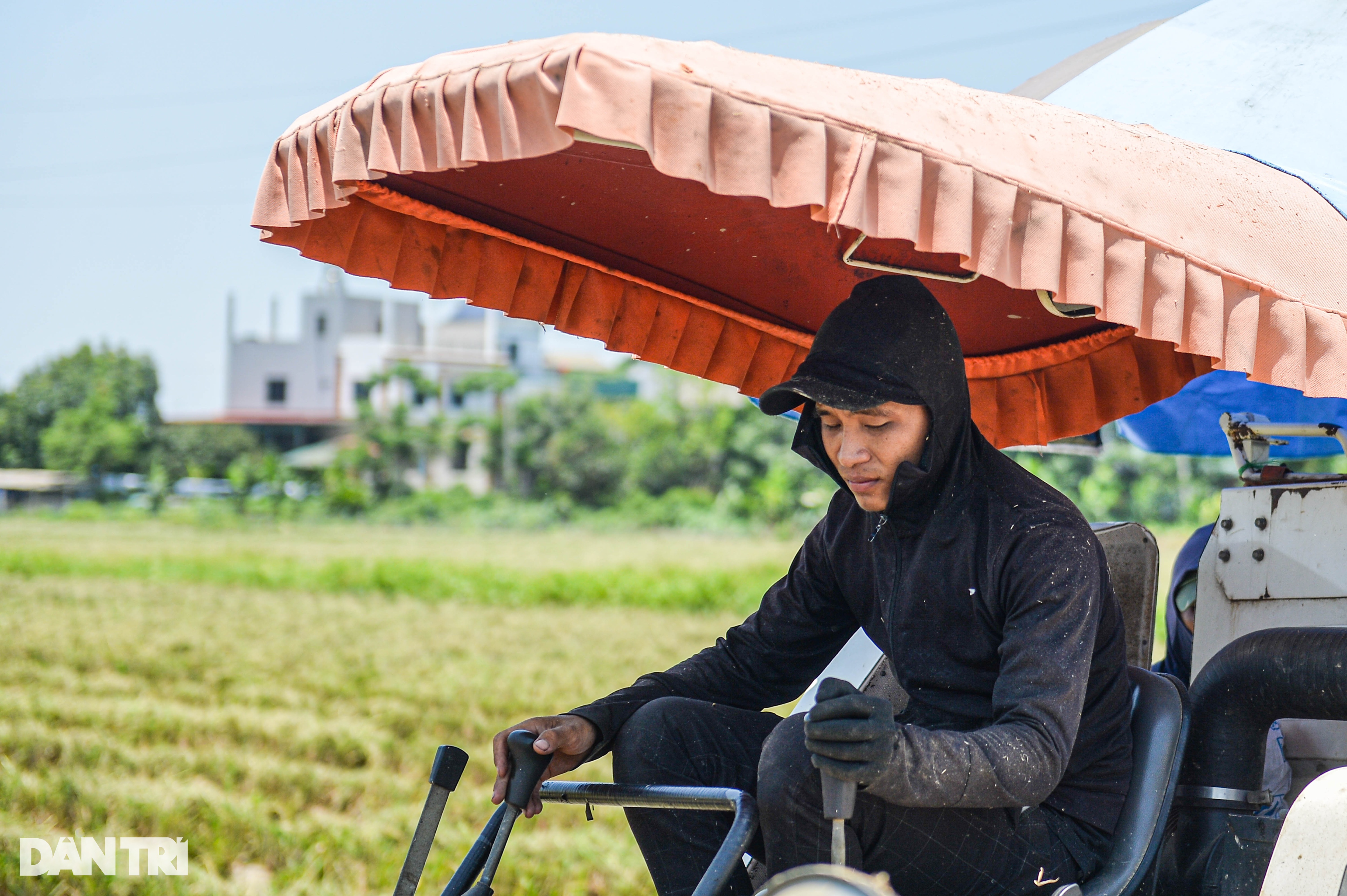 Hà Nội: Đội nắng gặt lúa thông trưa, chủ máy đút túi 5 triệu mỗi ngày - 6