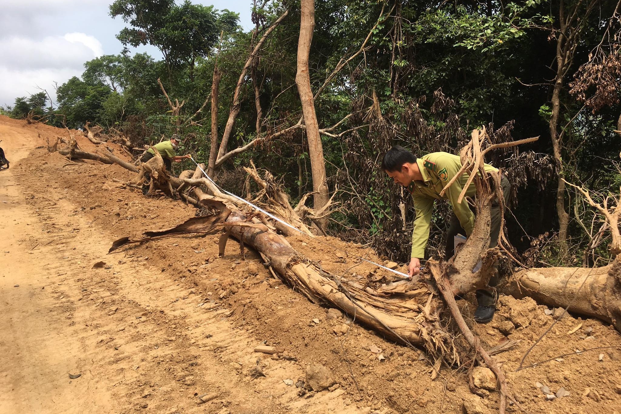 Quảng Ngãi: Kiểm lâm điều tra vụ phá rừng trái phép ở dự án Kfw6 - 2