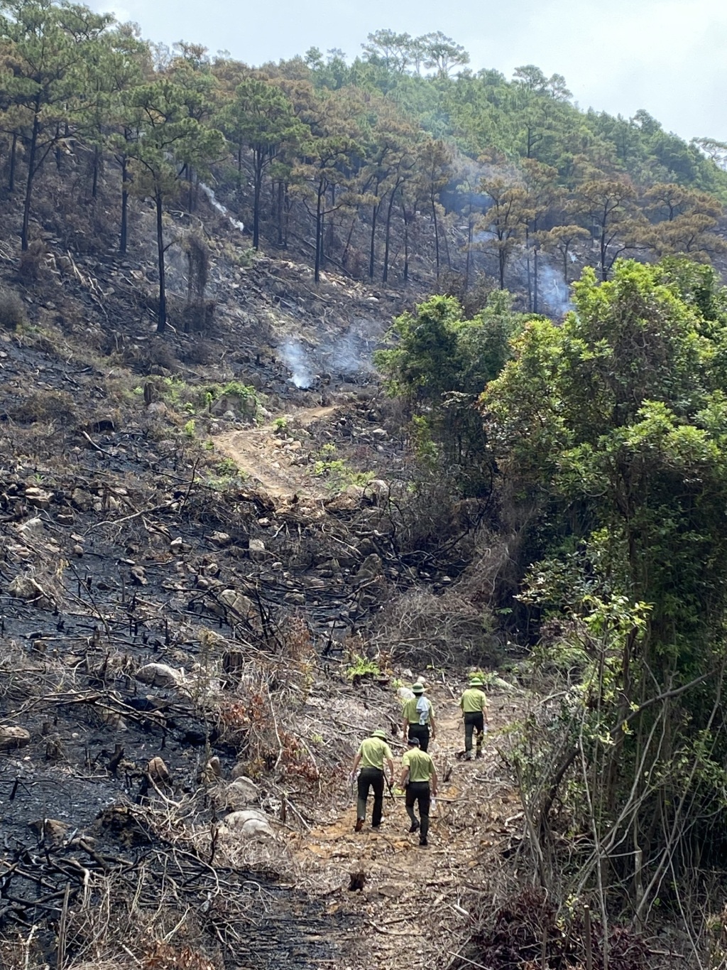Hai người thiệt mạng do cháy rừng ở Quảng Ninh - 1