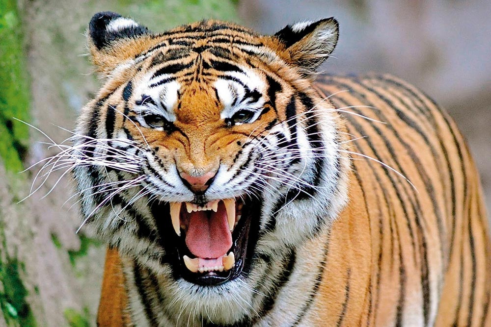 Người dân lấn rừng để lập làng gây ra nhiều cuộc đụng độ với các loài động vật hoang dã, trong đó có hổ (Ảnh minh họa: Getty).