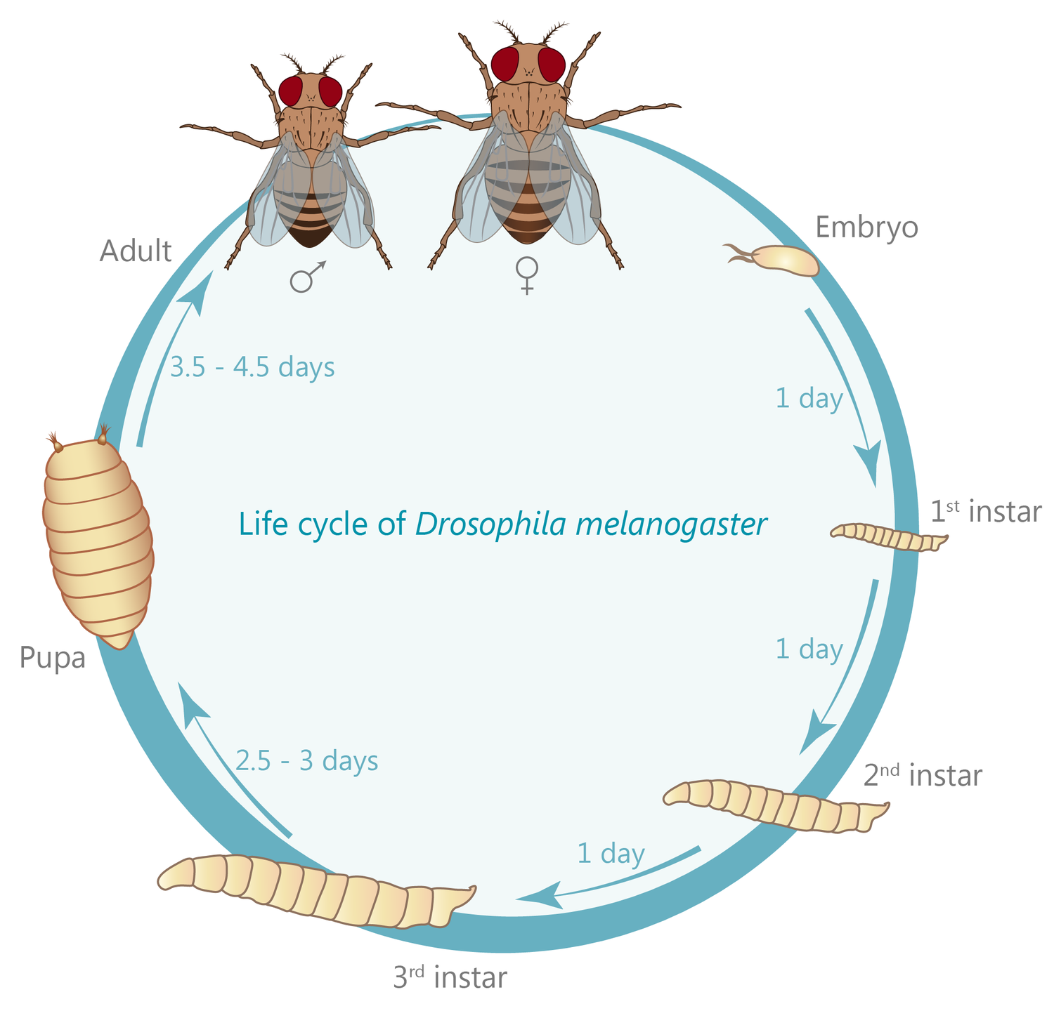 Ruồi giấm: Từ loài côn trùng gây hại đến người hùng khoa học - 2