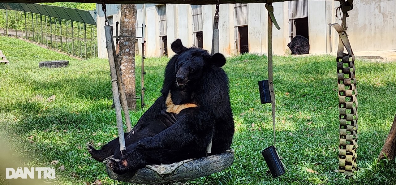 Cuộc sống của những chú gấu ở Tam Đảo: Tập gym, ăn kem thạch mát lạnh  - 4