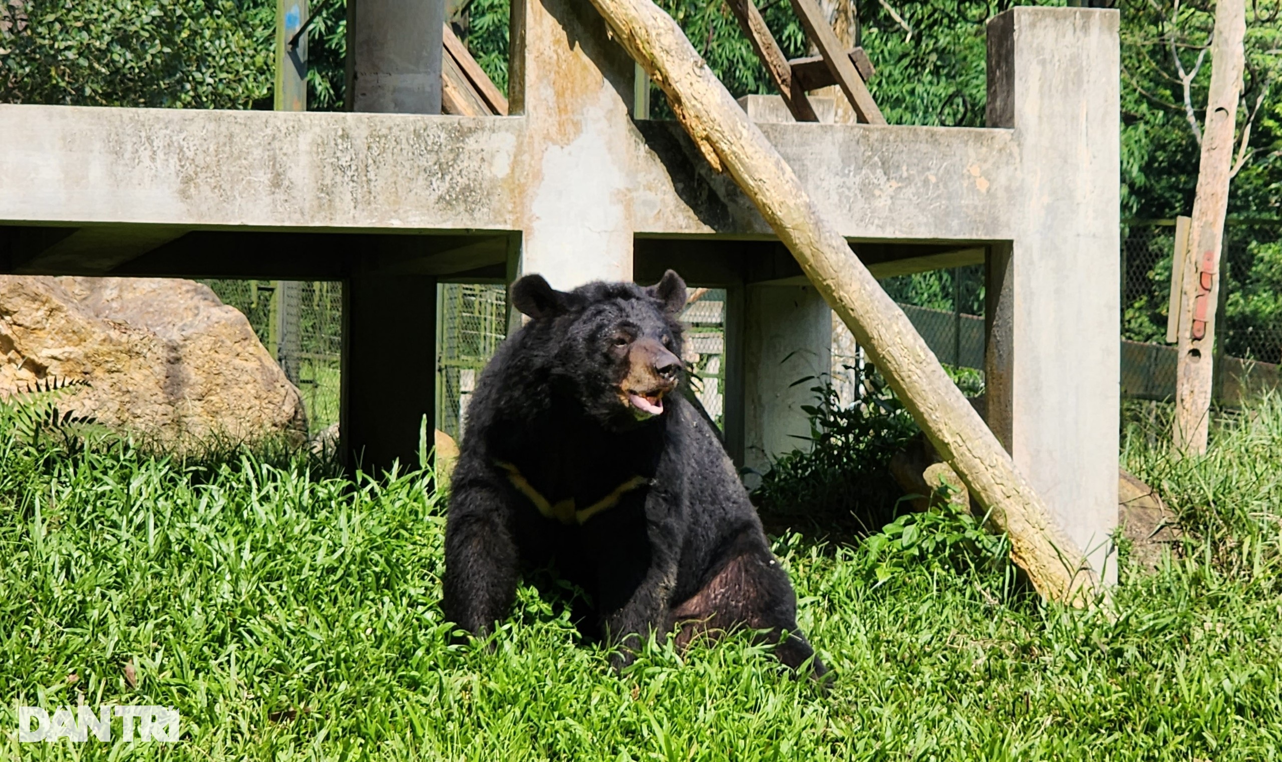 Cuộc sống của những chú gấu ở Tam Đảo: Tập gym, ăn kem thạch mát lạnh  - 1