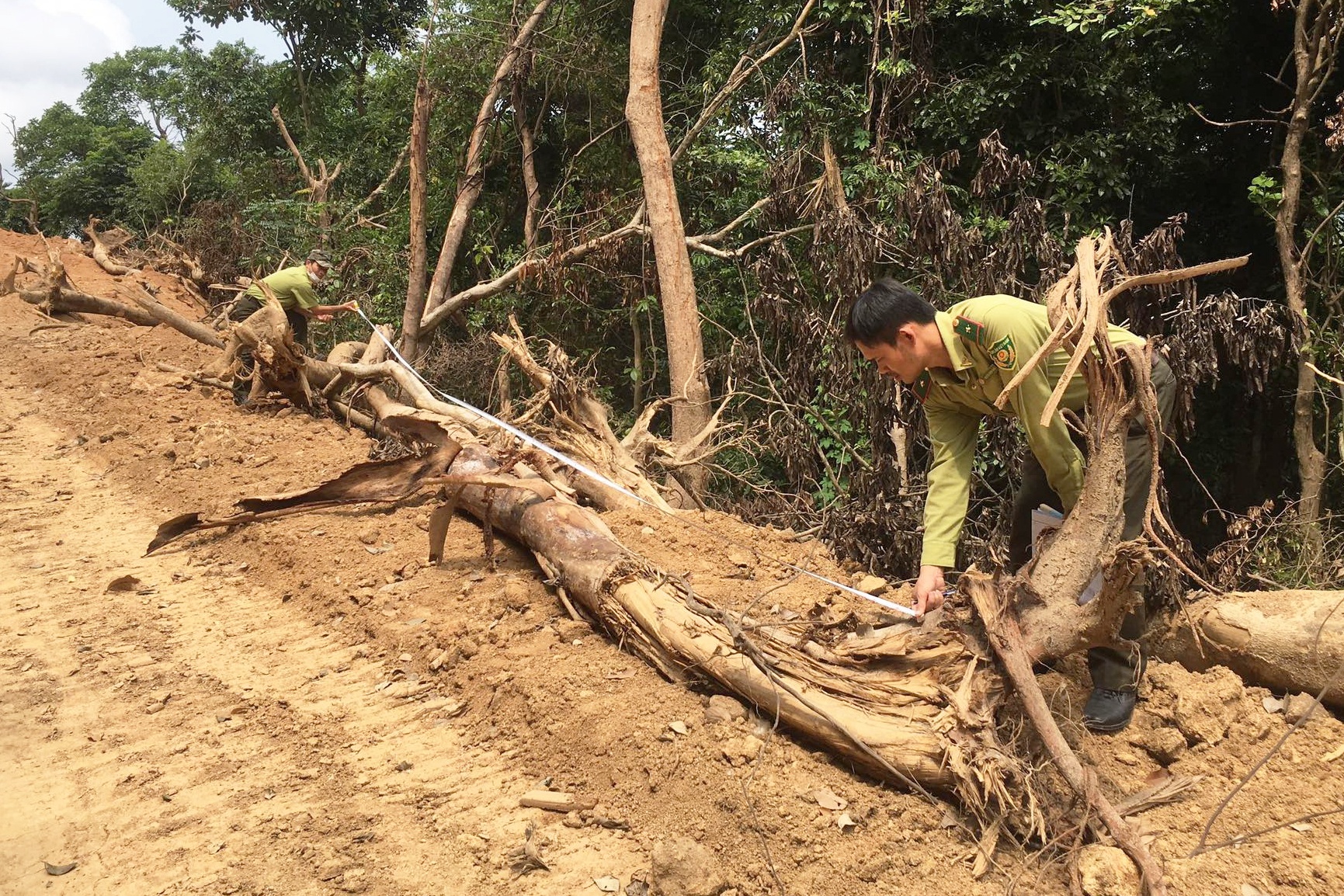 Cận cảnh khu vực phá rừng làm đường được Phó Thủ tướng yêu cầu làm rõ - 7