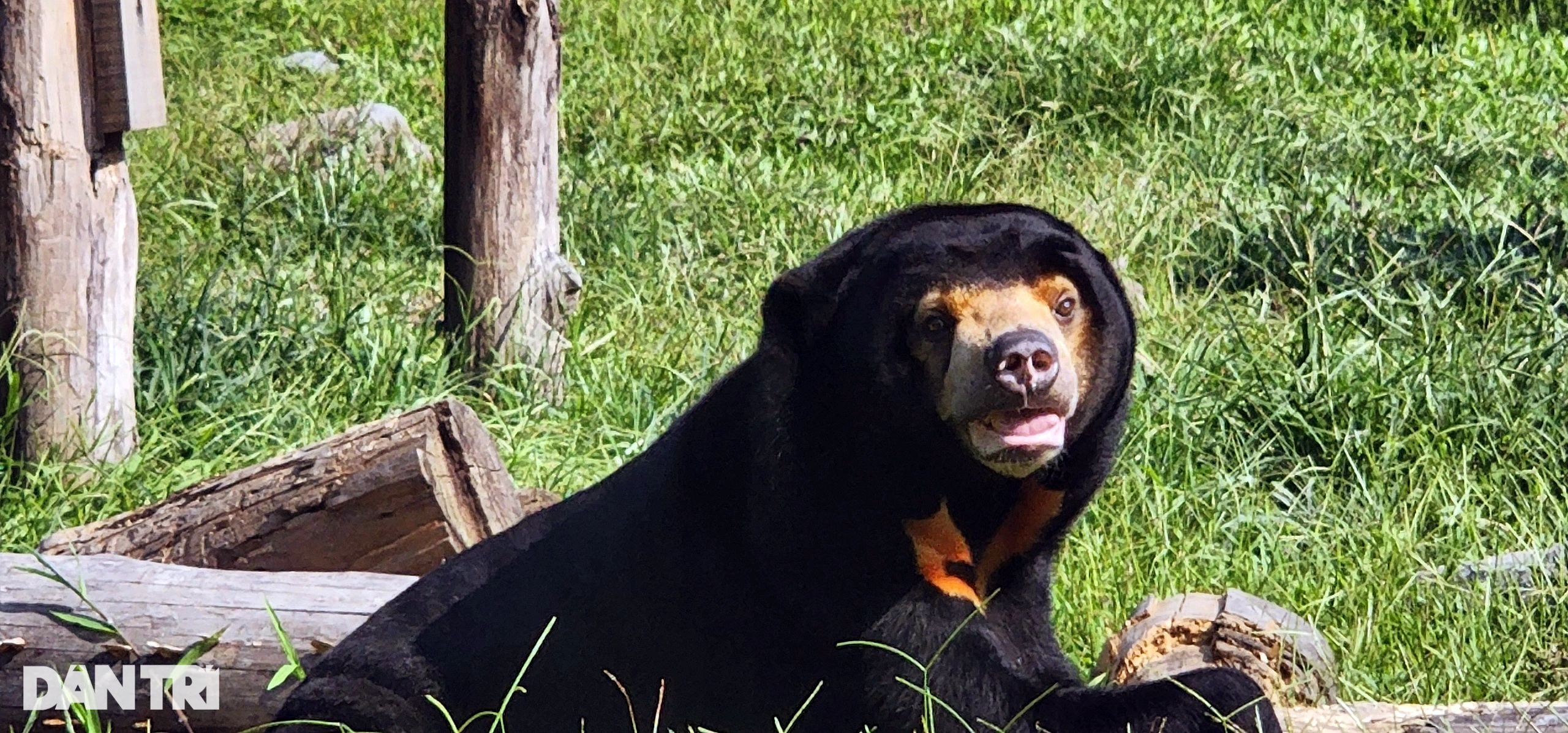 Cuộc sống của những chú gấu ở Tam Đảo: Tập gym, ăn kem thạch mát lạnh  - 2