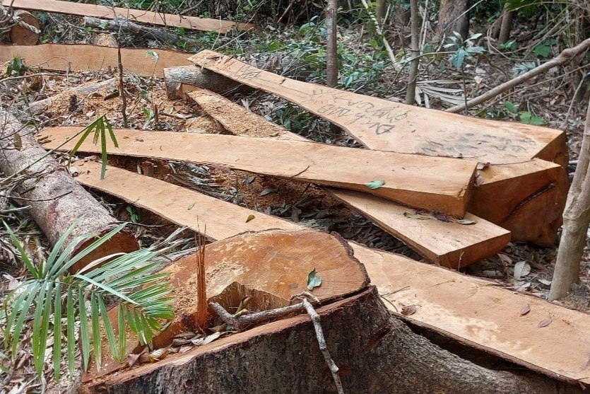 Lâm tặc cắt hạ 52 cây rừng, xẻ gỗ tại chỗ - 1