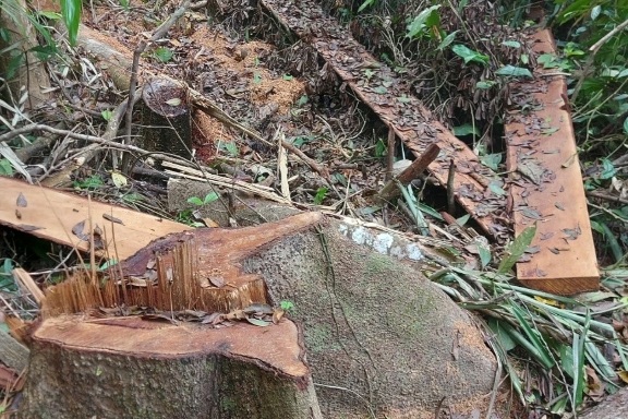 Rừng phòng hộ ở Gia Lai bị lâm tặc rút ruột trong thời gian dài - 7
