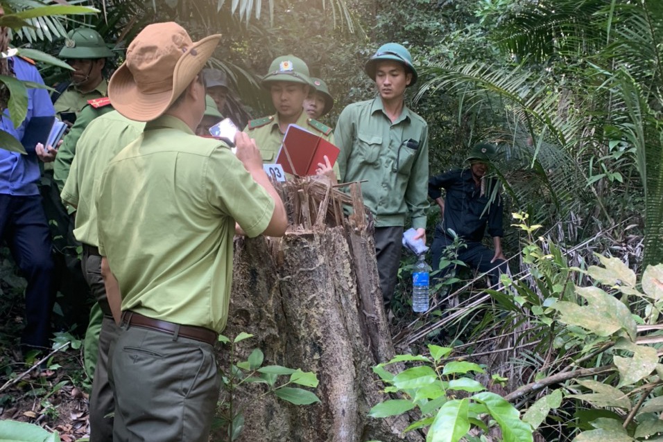 Rừng phòng hộ ở Gia Lai bị lâm tặc rút ruột trong thời gian dài - 8