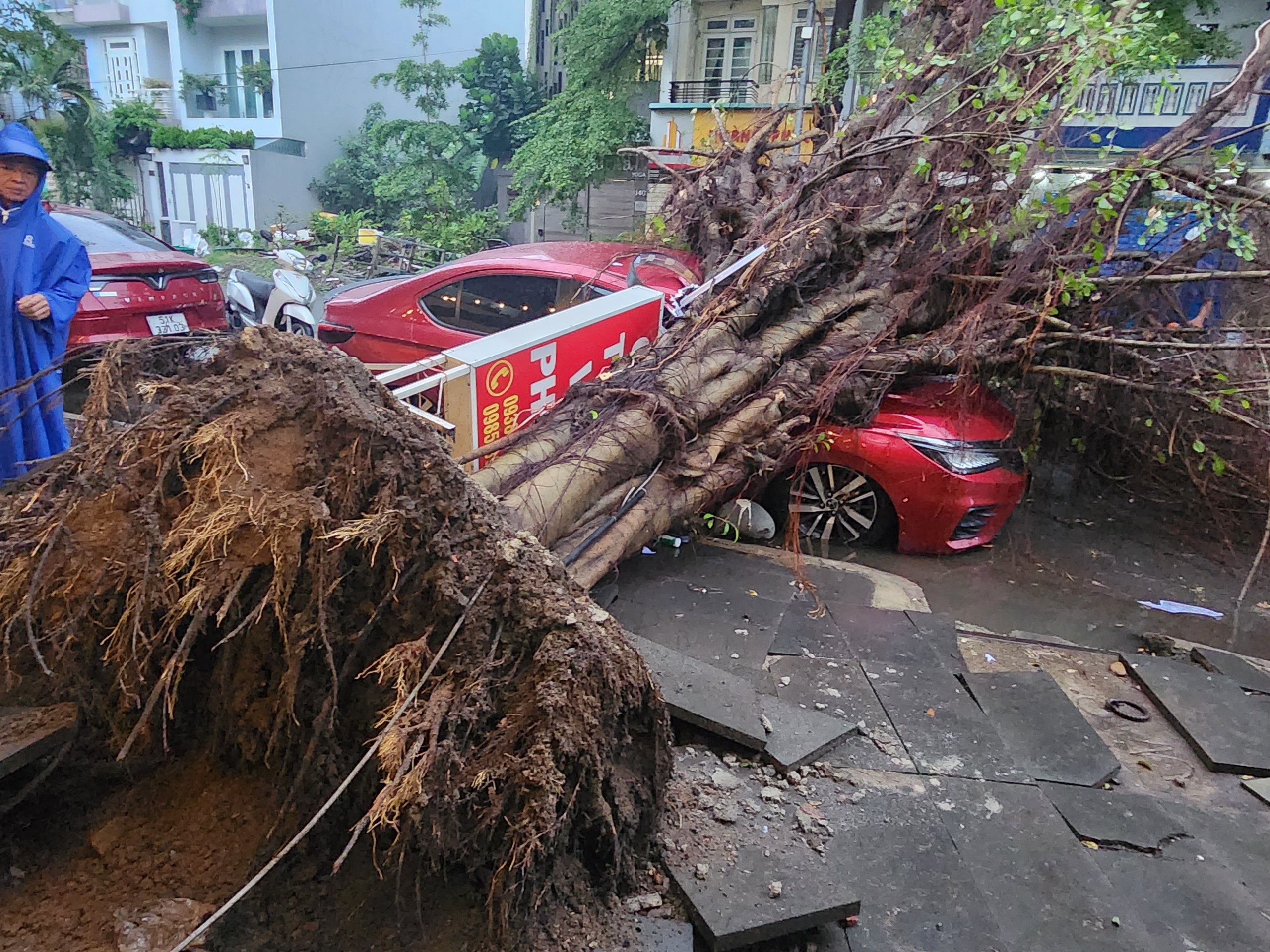 Cây lớn đè ngang ô tô sau cơn mưa lớn ở TP Thủ Đức - 2