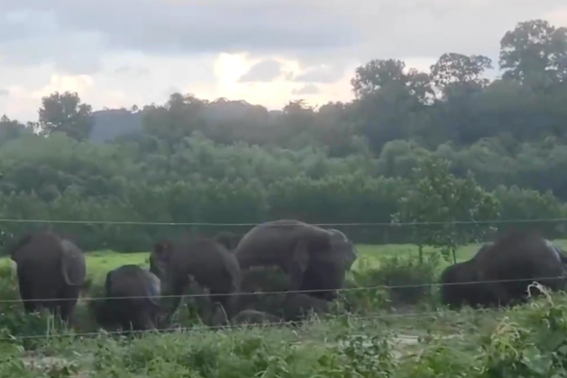 Đàn voi rừng xuất hiện bên hàng rào điện ở Đồng Nai - 1