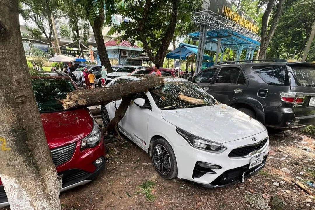 Cành cây khô rơi trúng hai ô tô đỗ trong công viên Thủ Lệ - 1