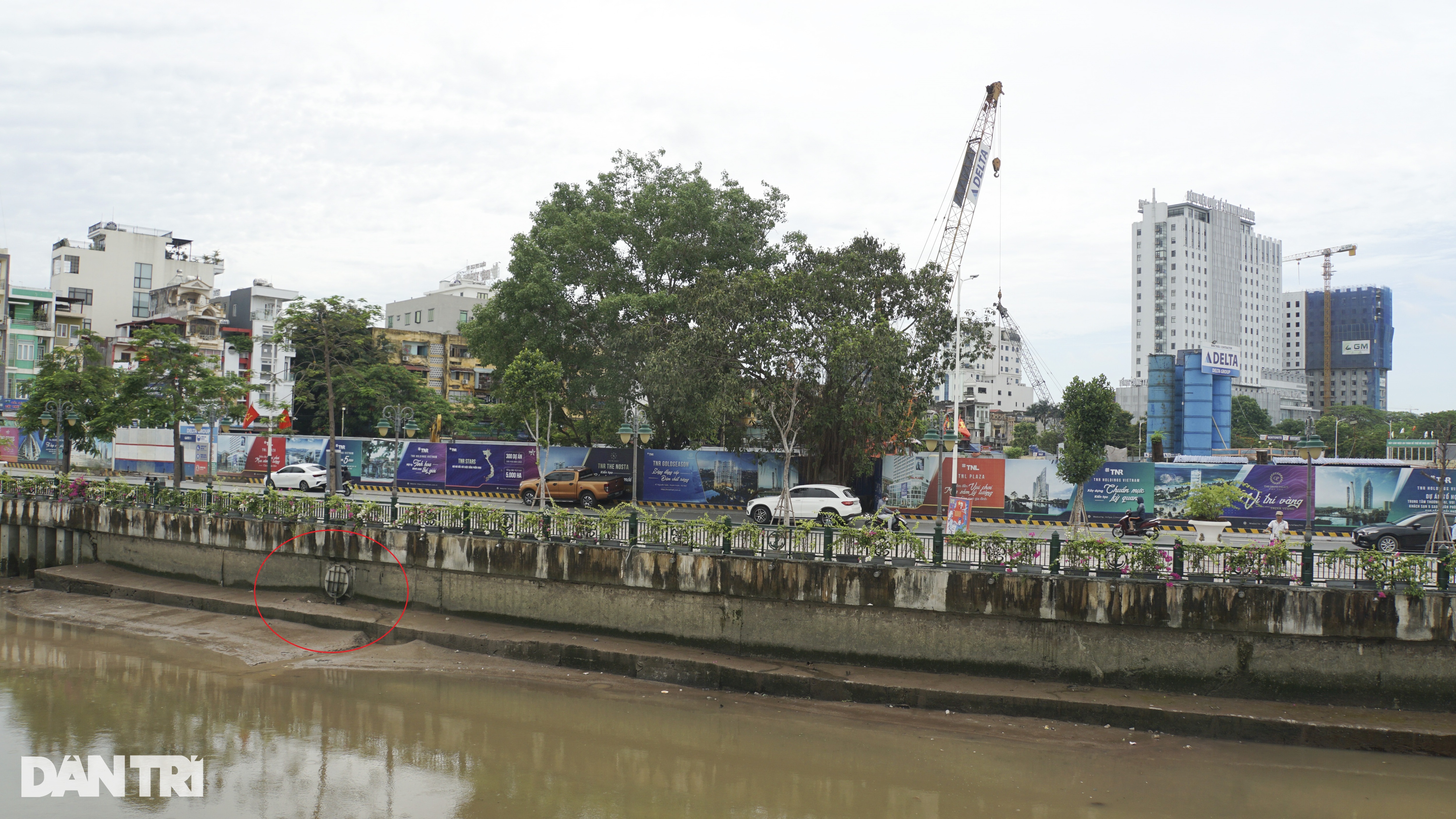 Lý do đàn thiên nga 200 con trên sông Tam Bạc chỉ còn 5 con - 5