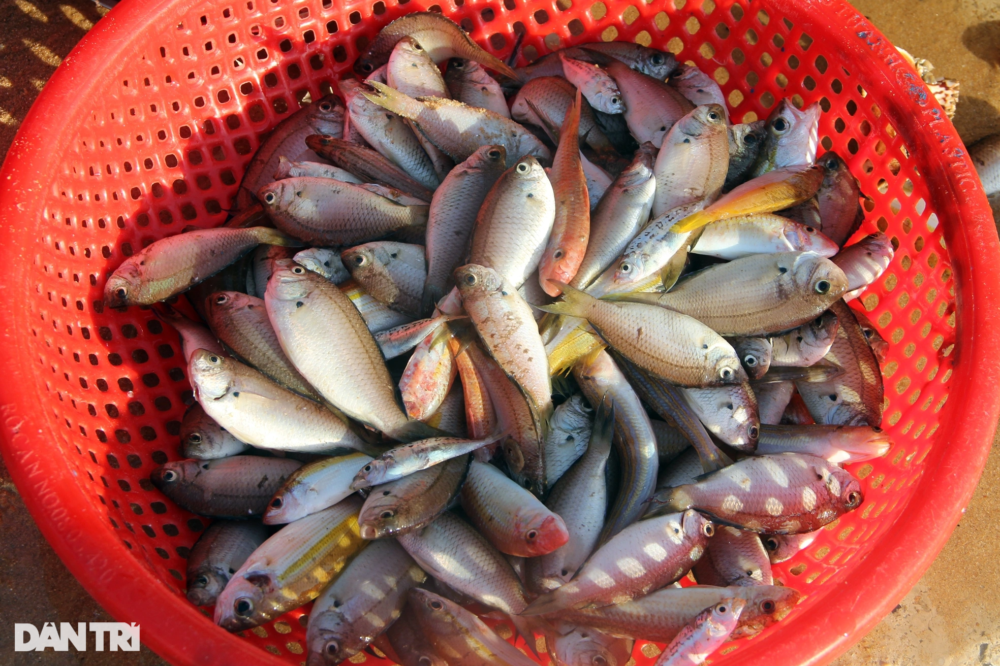 Dermaga pemancingan Long Thuy yang damai di pagi hari - 7 Bến cá Long Thủy bình yên buổi sớm mai - 7