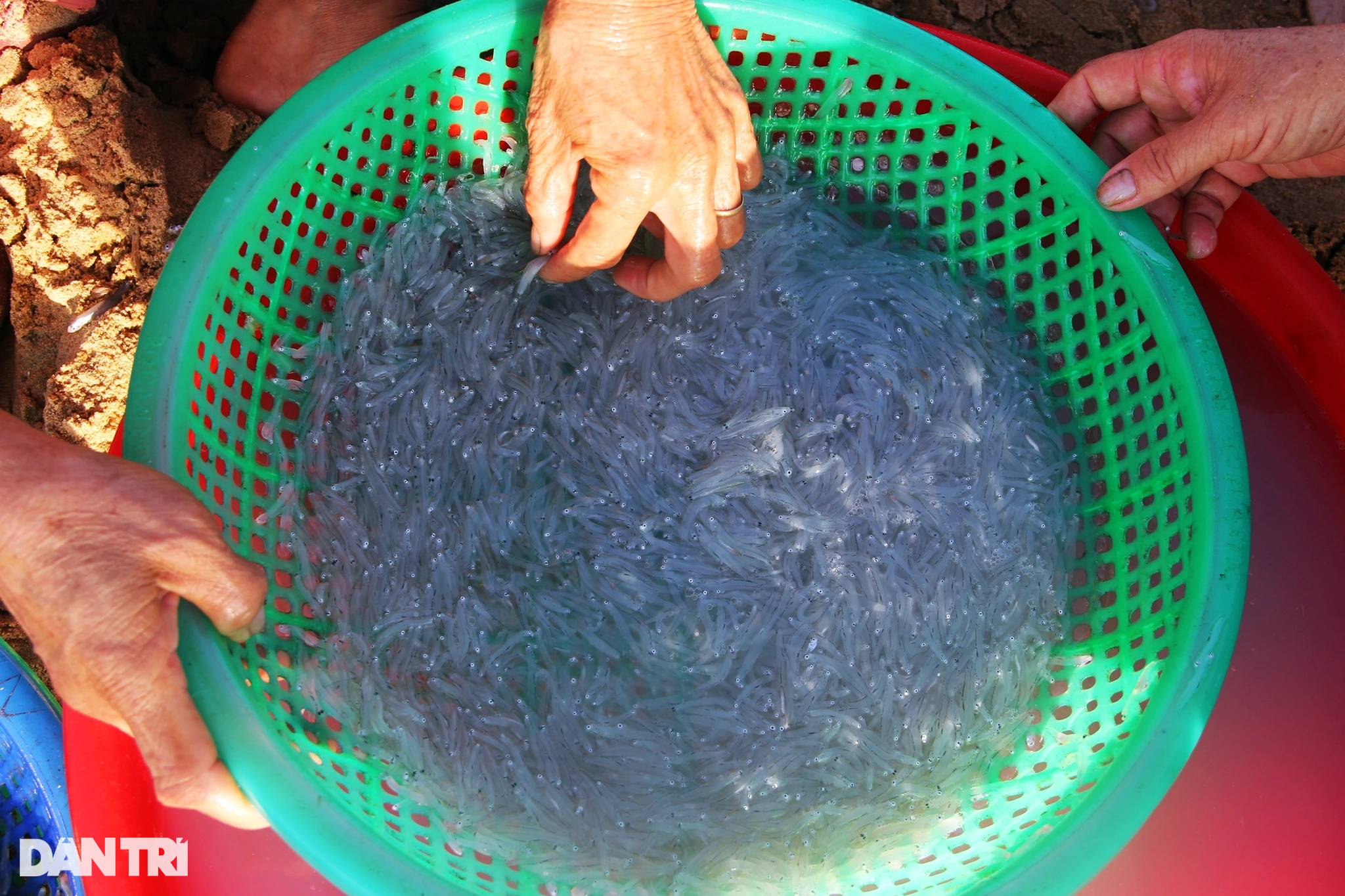 Dermaga pemancingan Long Thuy yang damai di pagi hari - 8 Bến cá Long Thủy bình yên buổi sớm mai - 8