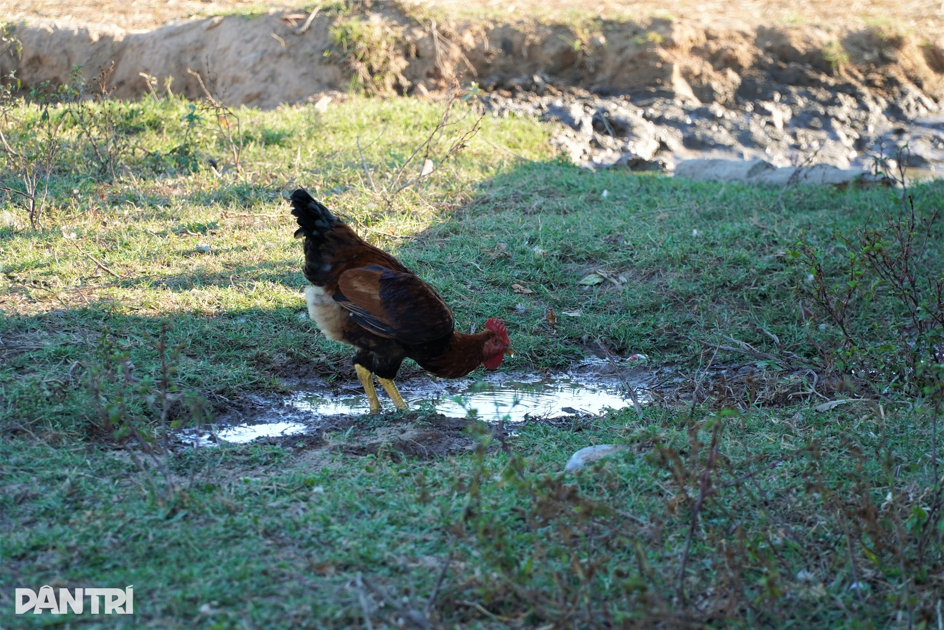 ຂ້າງນີ້ແມ່ນທົ່ງນາຂຽວອຸ່ມທຸ່ມ, ອີກດ້ານໜຶ່ງທົ່ງນາແຫ້ງແລ້ງ - 7 Cách nhau một con kênh, bên này lúa xanh tốt, bên kia ruộng đồng khô hạn - 7