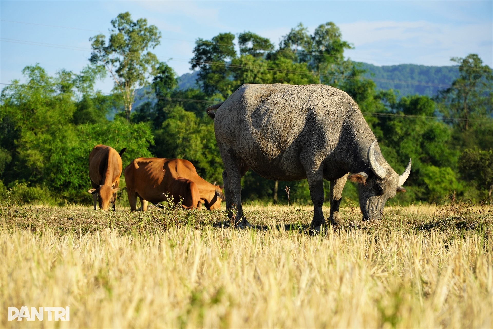 ຂ້າງນີ້ແມ່ນທົ່ງນາຂຽວອຸ່ມທຸ່ມ, ອີກດ້ານໜຶ່ງແມ່ນທົ່ງນາແຫ້ງແລ້ງ - 5 Cách nhau một con kênh, bên này lúa xanh tốt, bên kia ruộng đồng khô hạn - 5