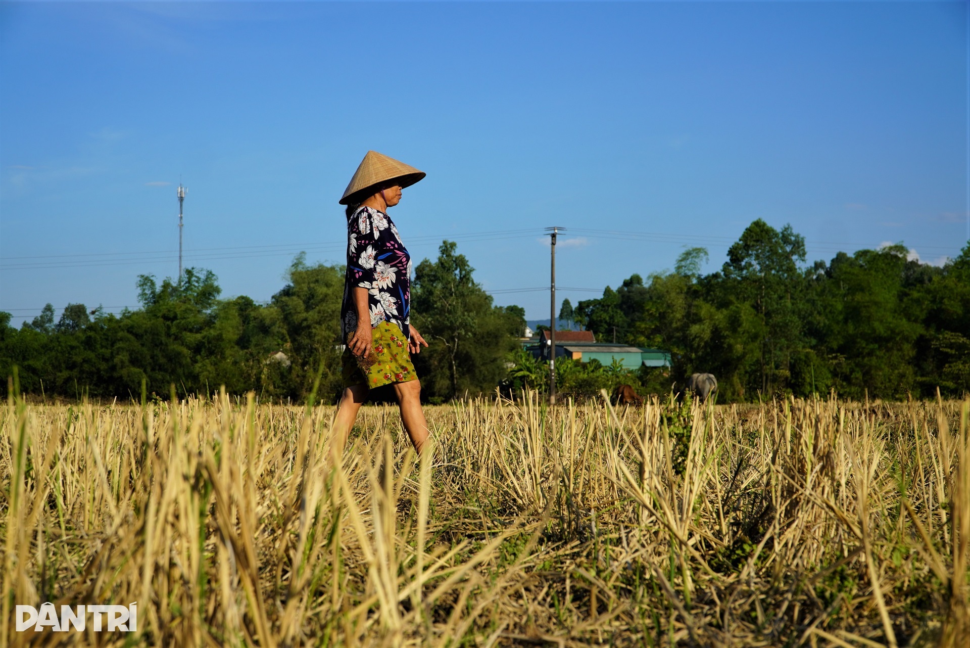 ຂ້າງນີ້ແມ່ນທົ່ງນາຂຽວອຸ່ມທຸ່ມ, ອີກດ້ານໜຶ່ງທົ່ງນາແຫ້ງແລ້ງ - 3 Cách nhau một con kênh, bên này lúa xanh tốt, bên kia ruộng đồng khô hạn - 3