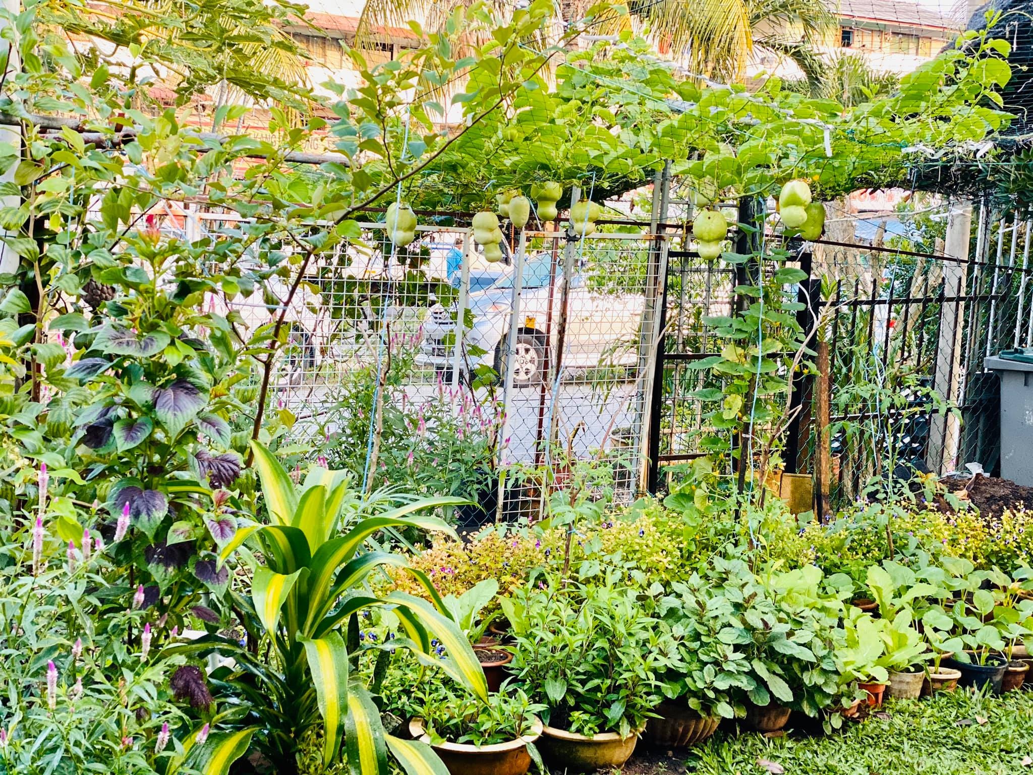 View - Vườn cây 450m2 của mẹ Việt ở Malaysia, quanh năm sai trĩu hoa quả | Báo Dân trí