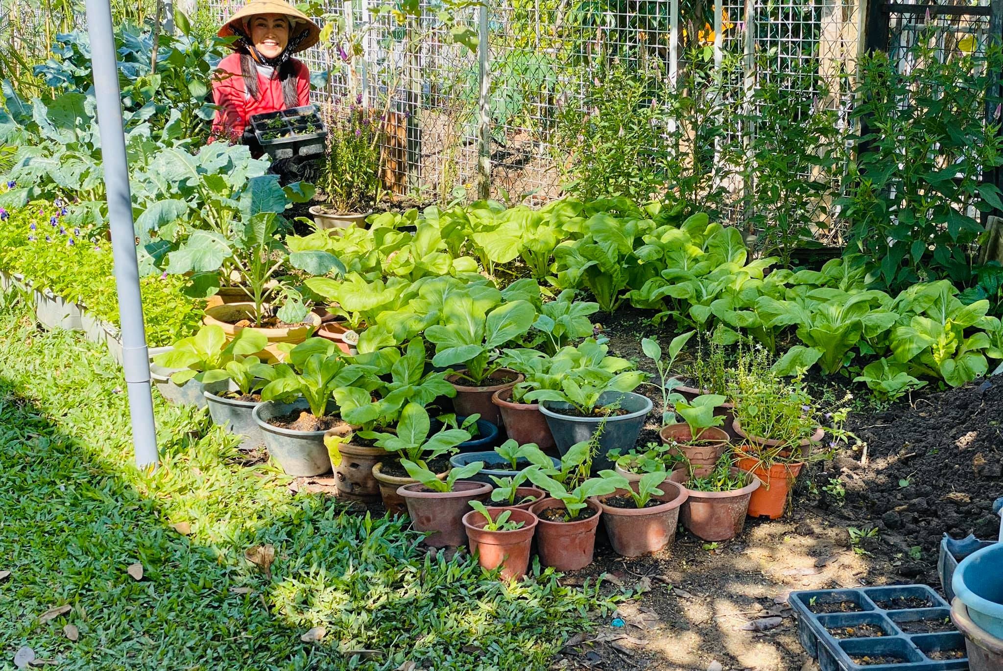 View - Vườn cây 450m2 của mẹ Việt ở Malaysia, quanh năm sai trĩu hoa quả | Báo Dân trí