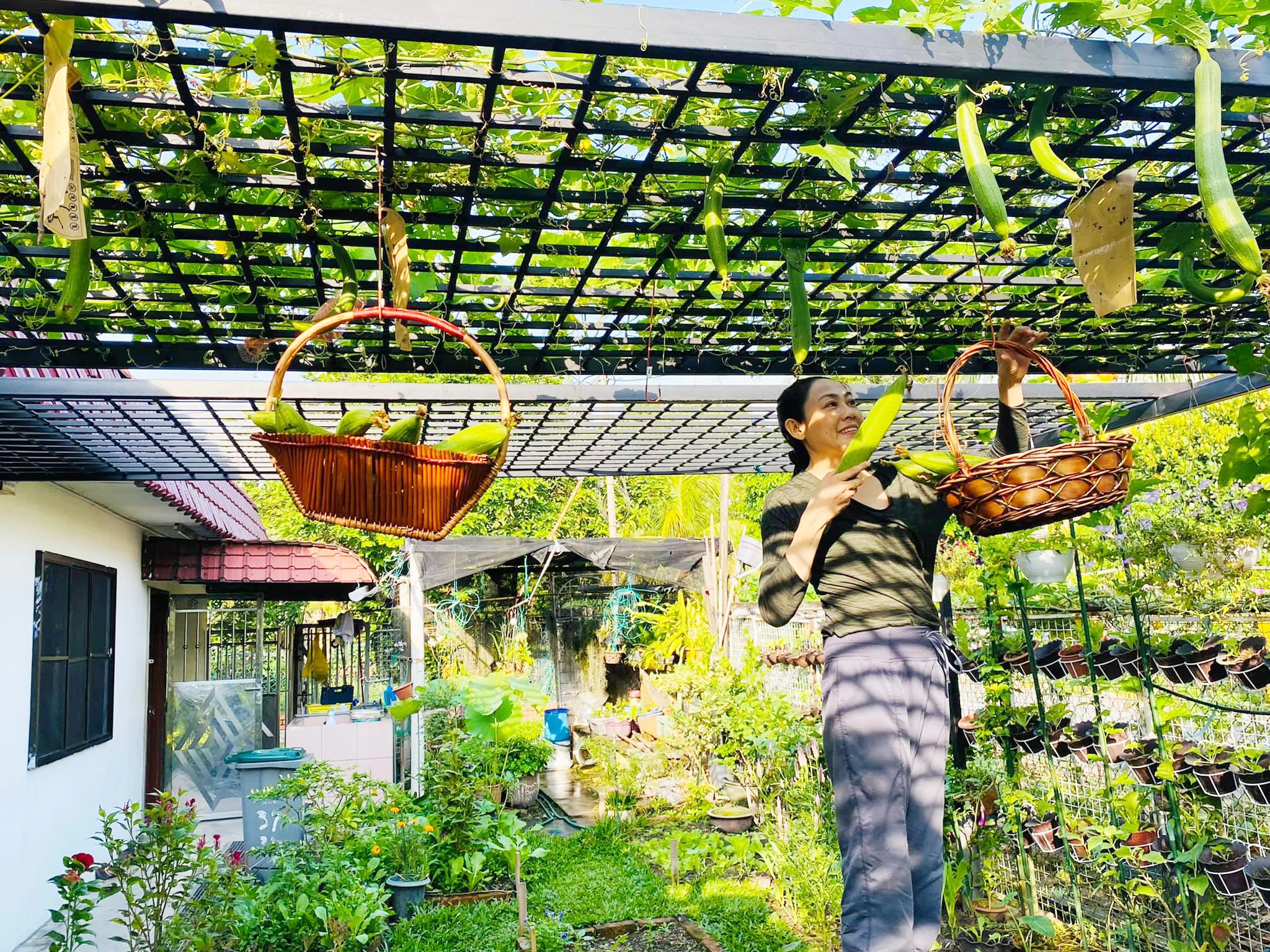 View - Vườn cây 450m2 của mẹ Việt ở Malaysia, quanh năm sai trĩu hoa quả | Báo Dân trí