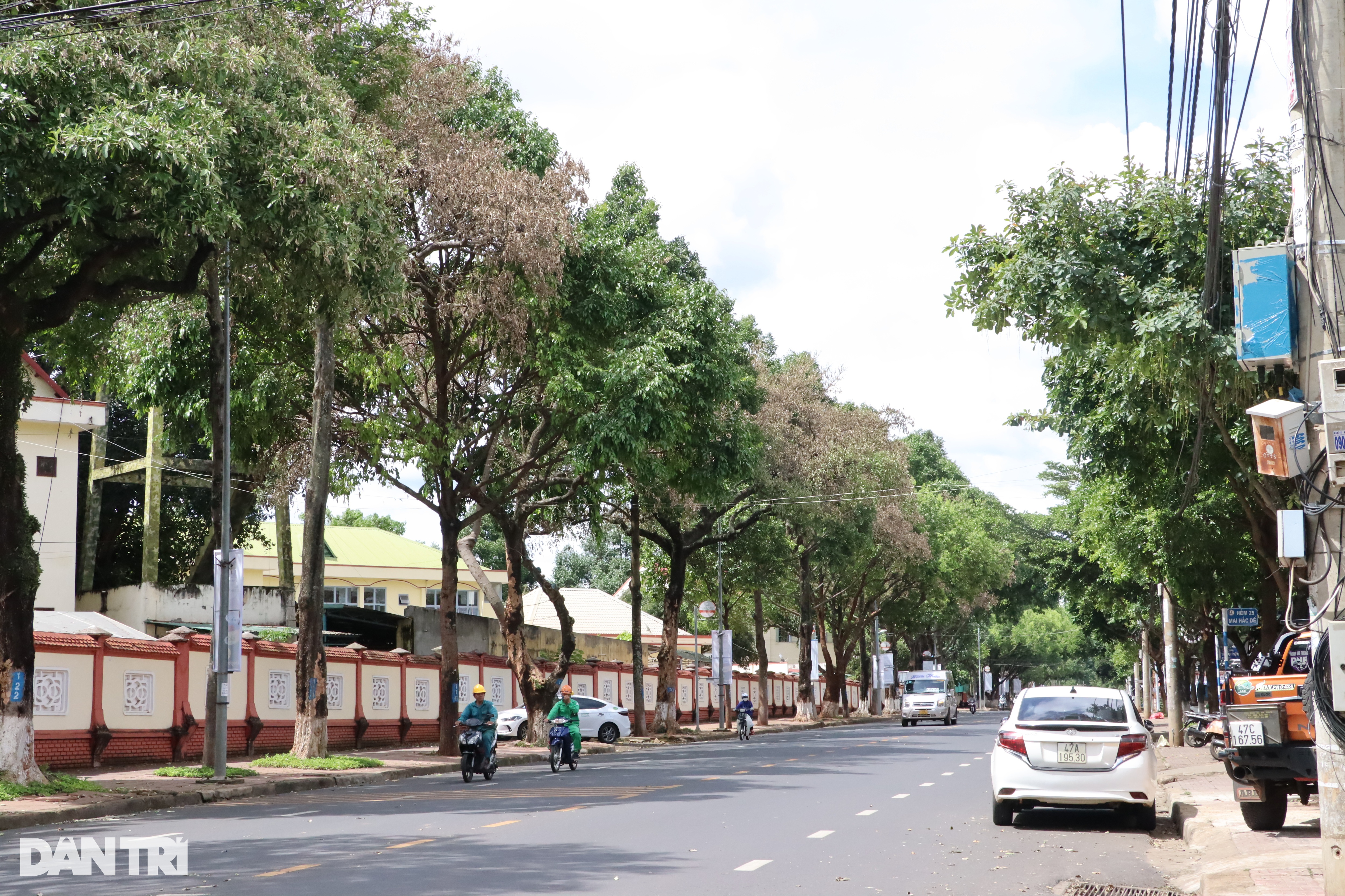 Hàng loạt cây hoa sữa ở Đắk Lắk héo bất thường - 1