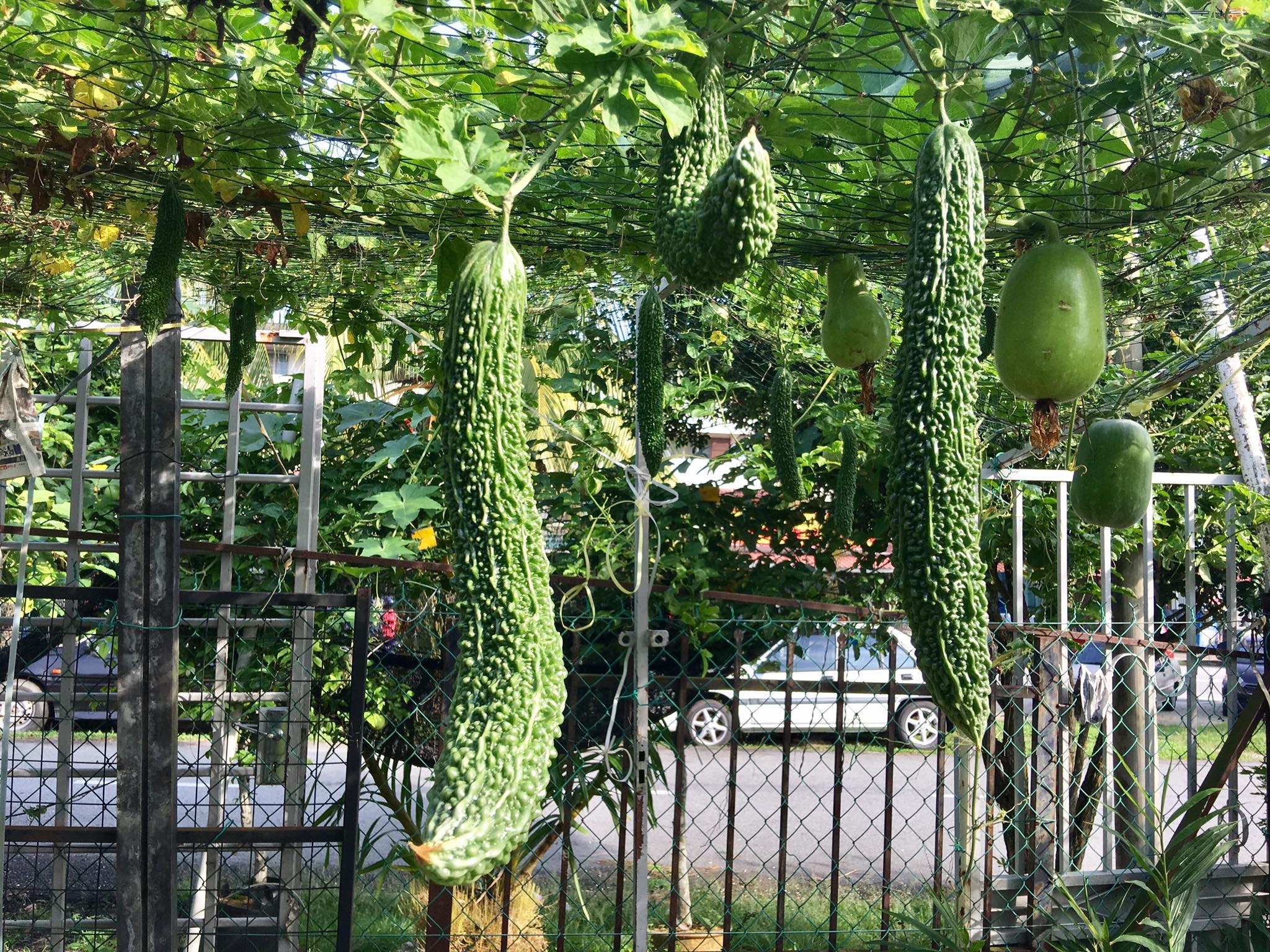 View - Vườn cây 450m2 của mẹ Việt ở Malaysia, quanh năm sai trĩu hoa quả | Báo Dân trí