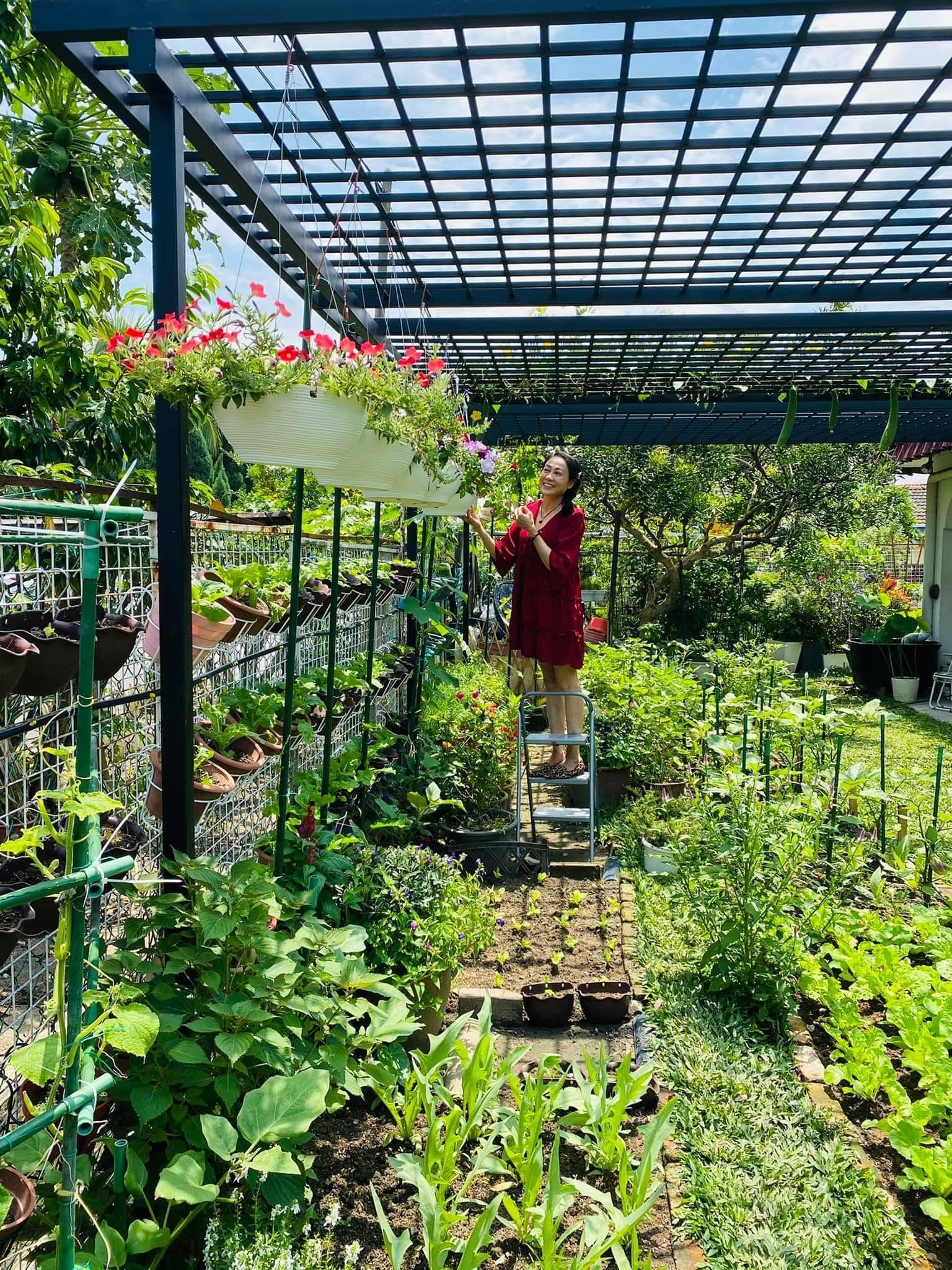 View - Vườn cây 450m2 của mẹ Việt ở Malaysia, quanh năm sai trĩu hoa quả | Báo Dân trí