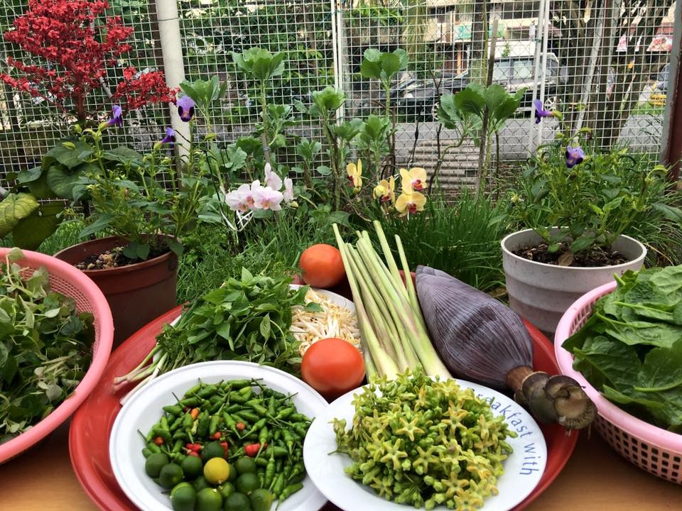 View - Vườn cây 450m2 của mẹ Việt ở Malaysia, quanh năm sai trĩu hoa quả | Báo Dân trí