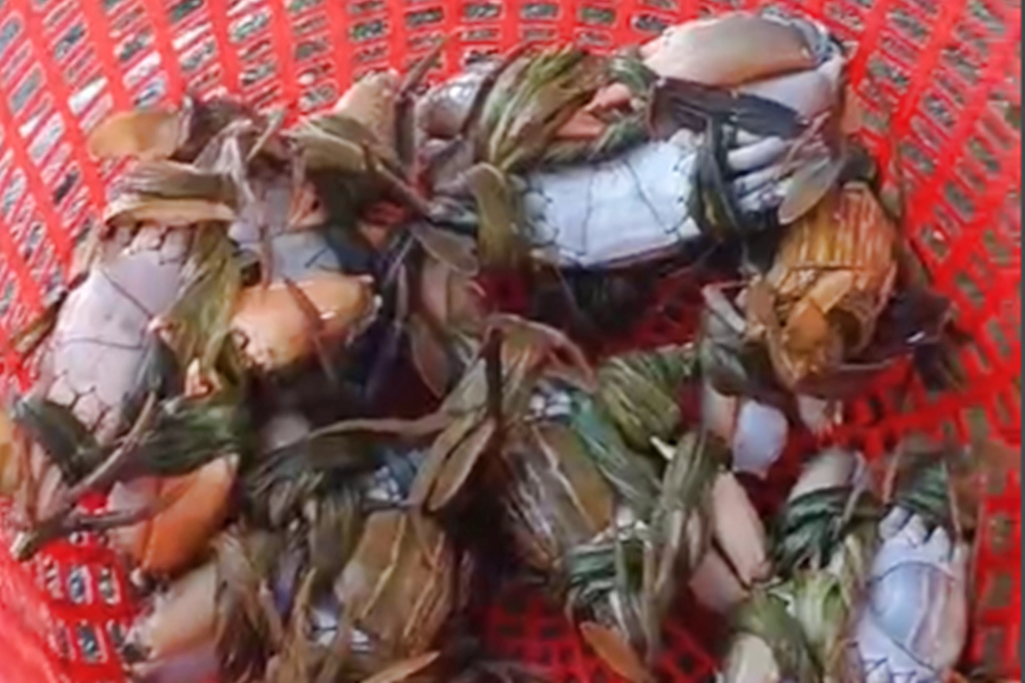 Εκτρέφοντας ένα ψάρι που κολυμπάει ανάποδα, εναλλάξ με καβούρια και ψάρια, ο ηλικιωμένος αγρότης αποκομίζει τεράστια κέρδη - 4 Nuôi con bơi giật lùi xen cua và cá, lão nông thu lãi khủng - 4