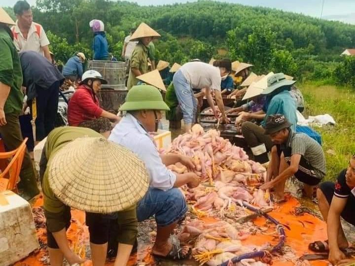 Elektrický zkrat v horkém počasí, uhynulo 10 000 kuřat - 2 Chập điện giữa nắng nóng, 10.000 con gà lăn ra chết - 2